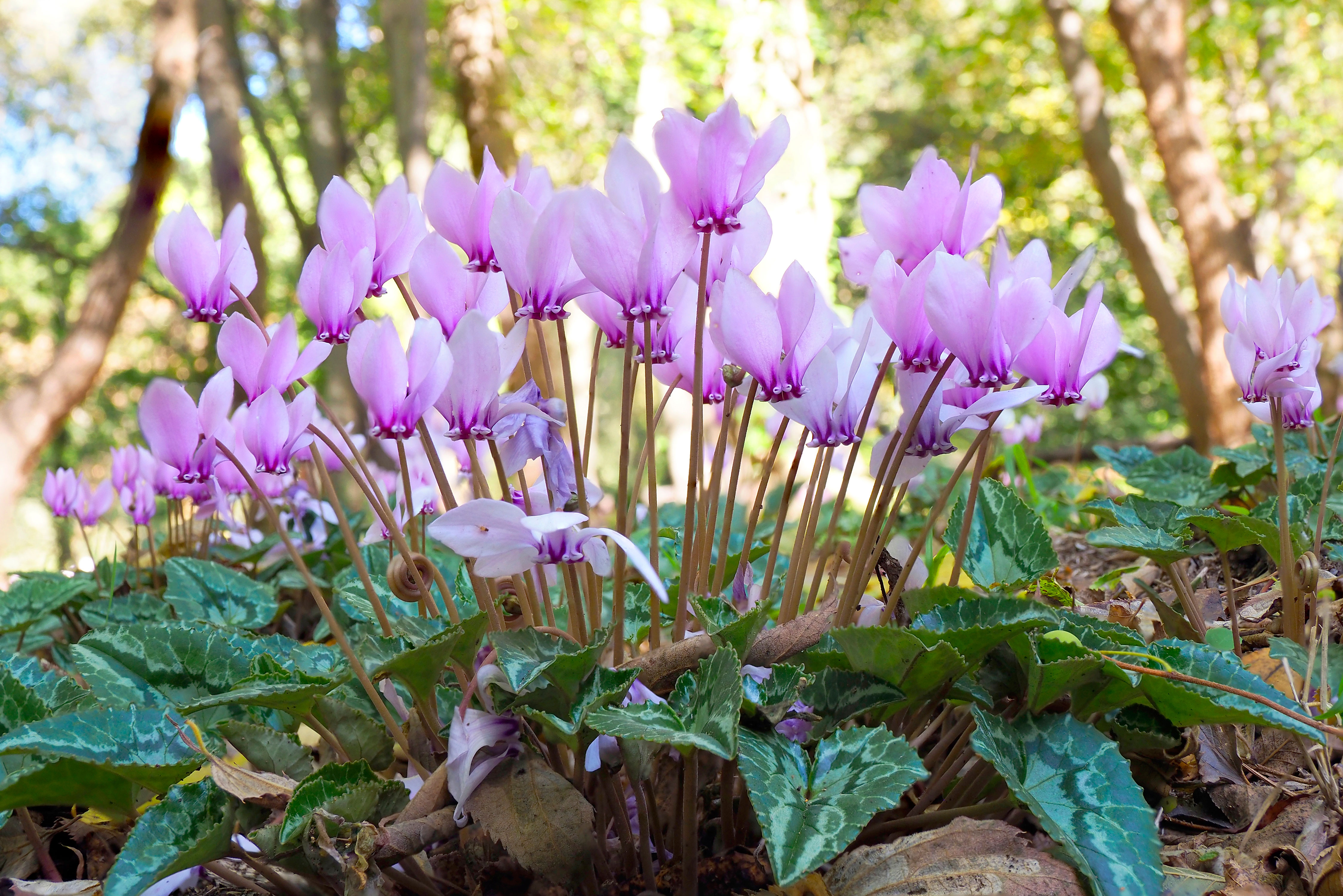 Vedbendbladet alpeviol (Cyclamen hederifolium)
