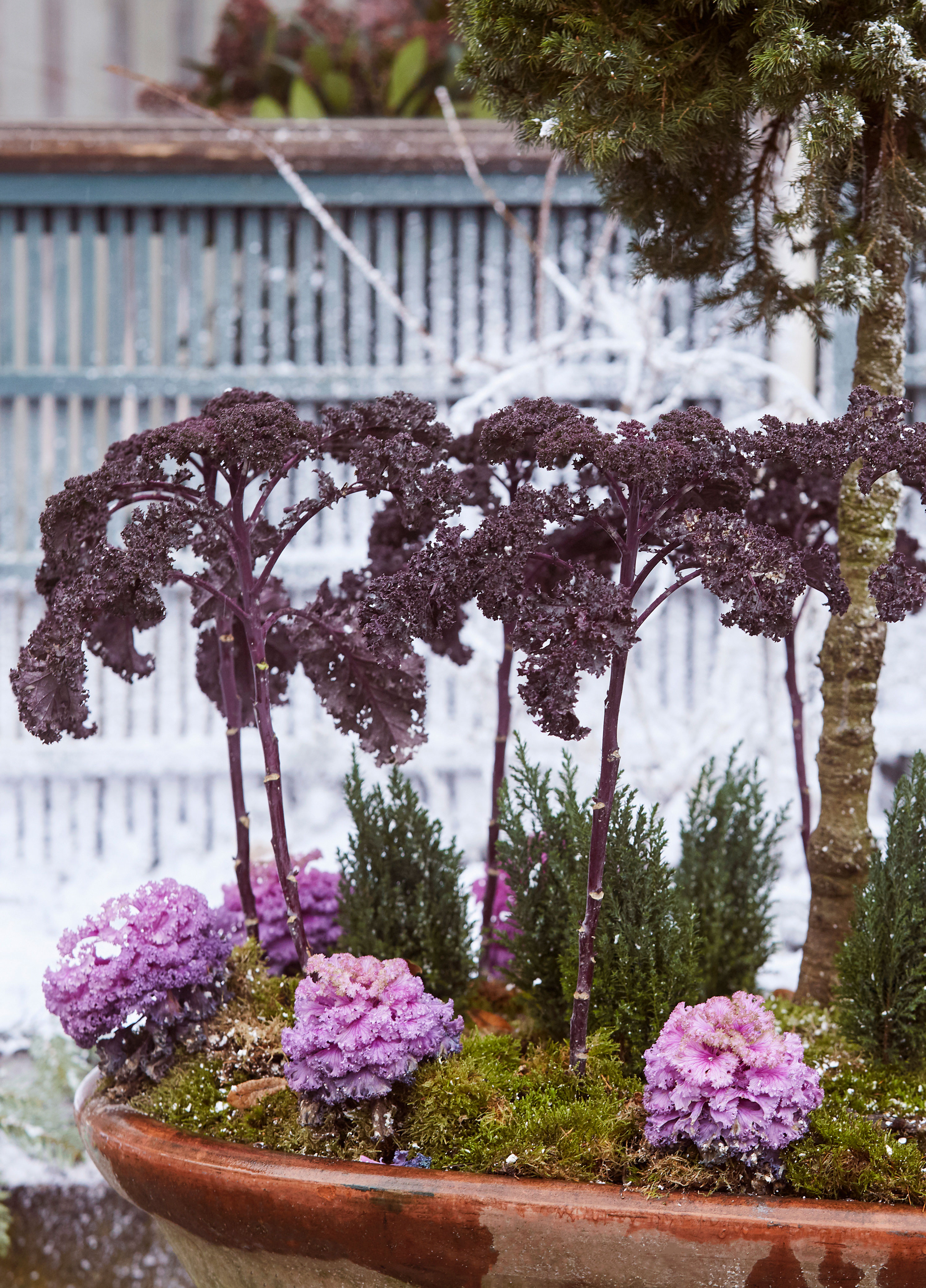 Mange kålplanter er både dekorative og robuste og derfor geniale til at sætte farve på vinterhaven. Her i krukken står violet grønkål og pyntekål.