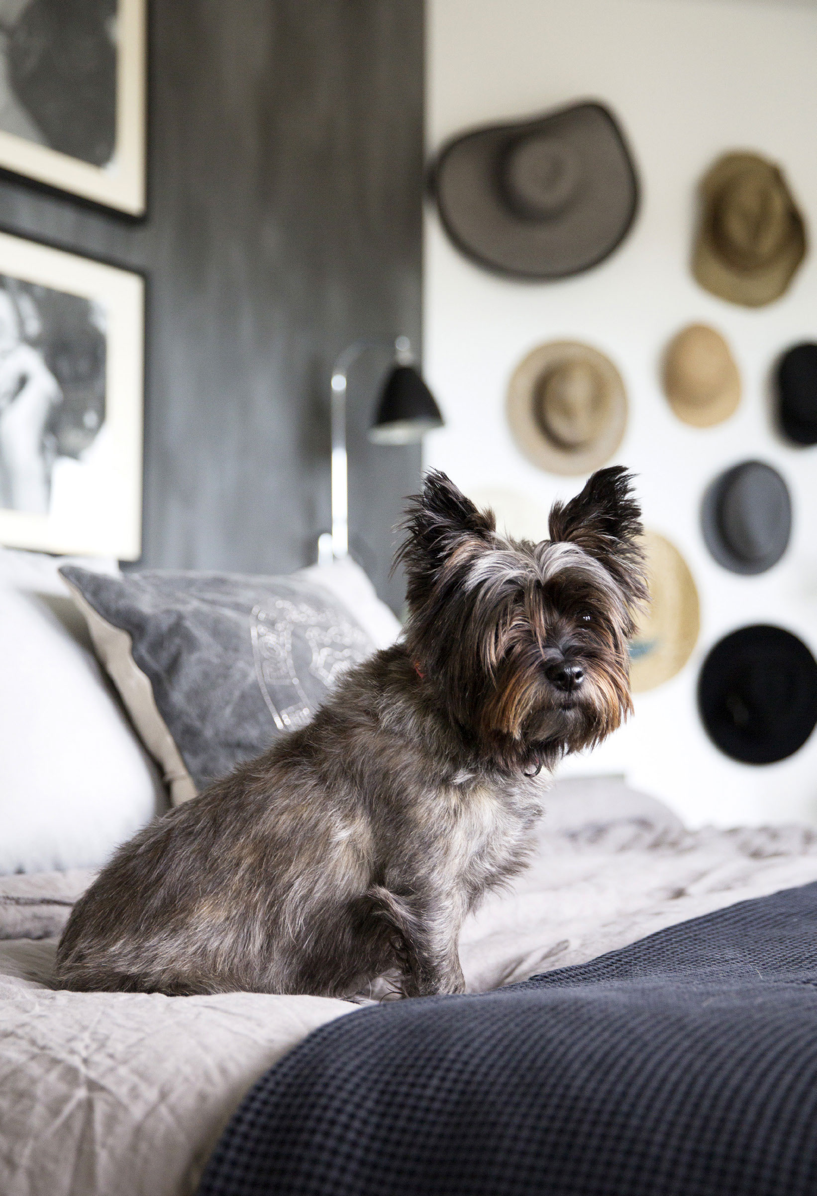 Husets cairn-terrier Lass har fri adgang til hele huset og ser sit snit til at posere på sengen i soveværelset.