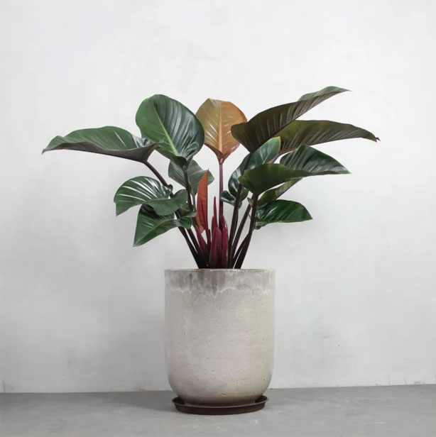 Philodendron Congo med rødlige blade.
