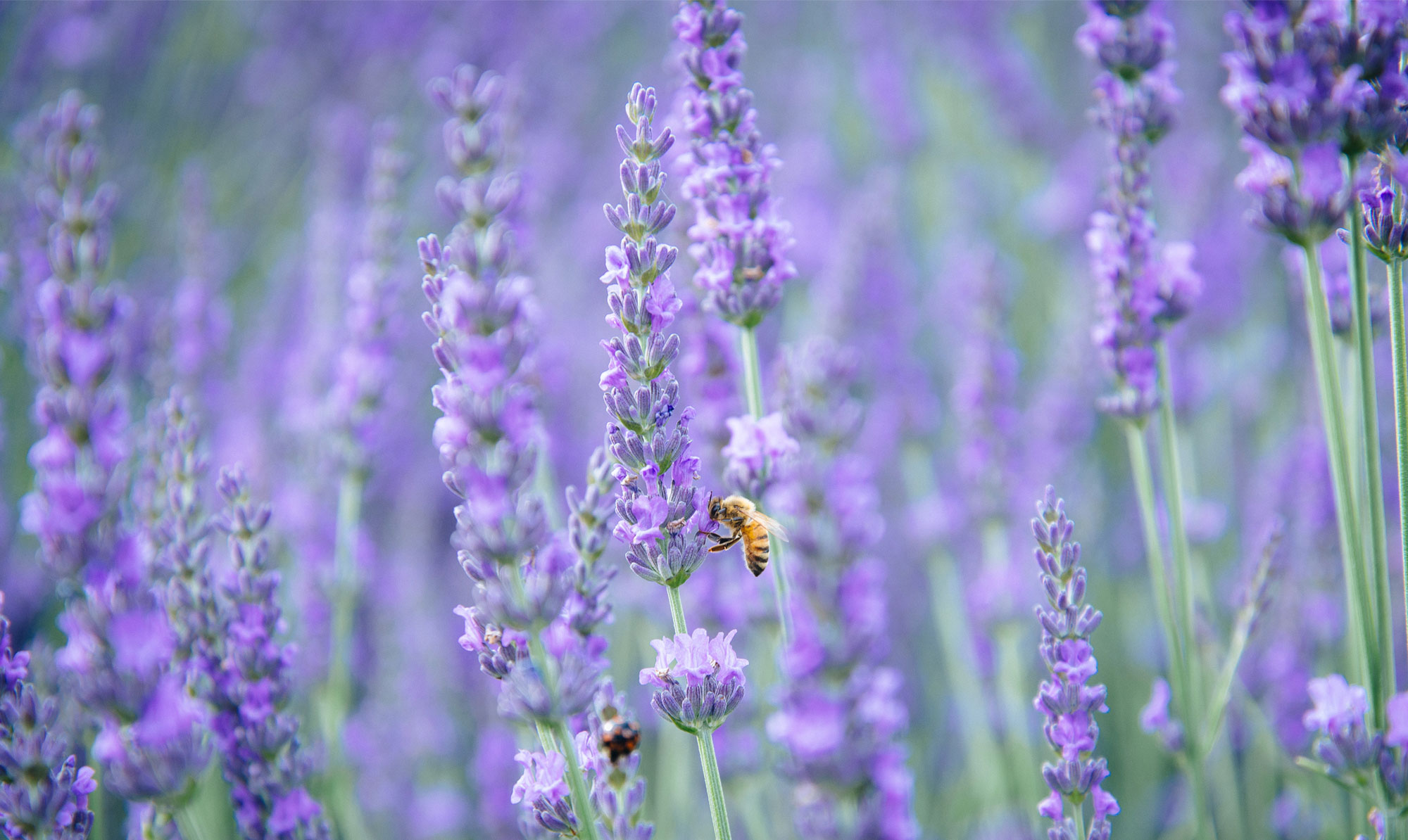 Lavendel er blandt de mest populer stauder blandt bierne. Bi i lavendel
