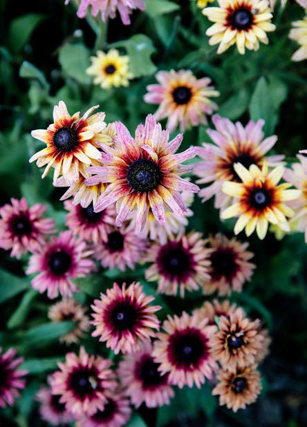 Rudbeckia Sahara gør sig yndigt i en buket med dens mange varierende farver. I samme frøbrev kan farverne variere en del, men altid kun til den smukke side.