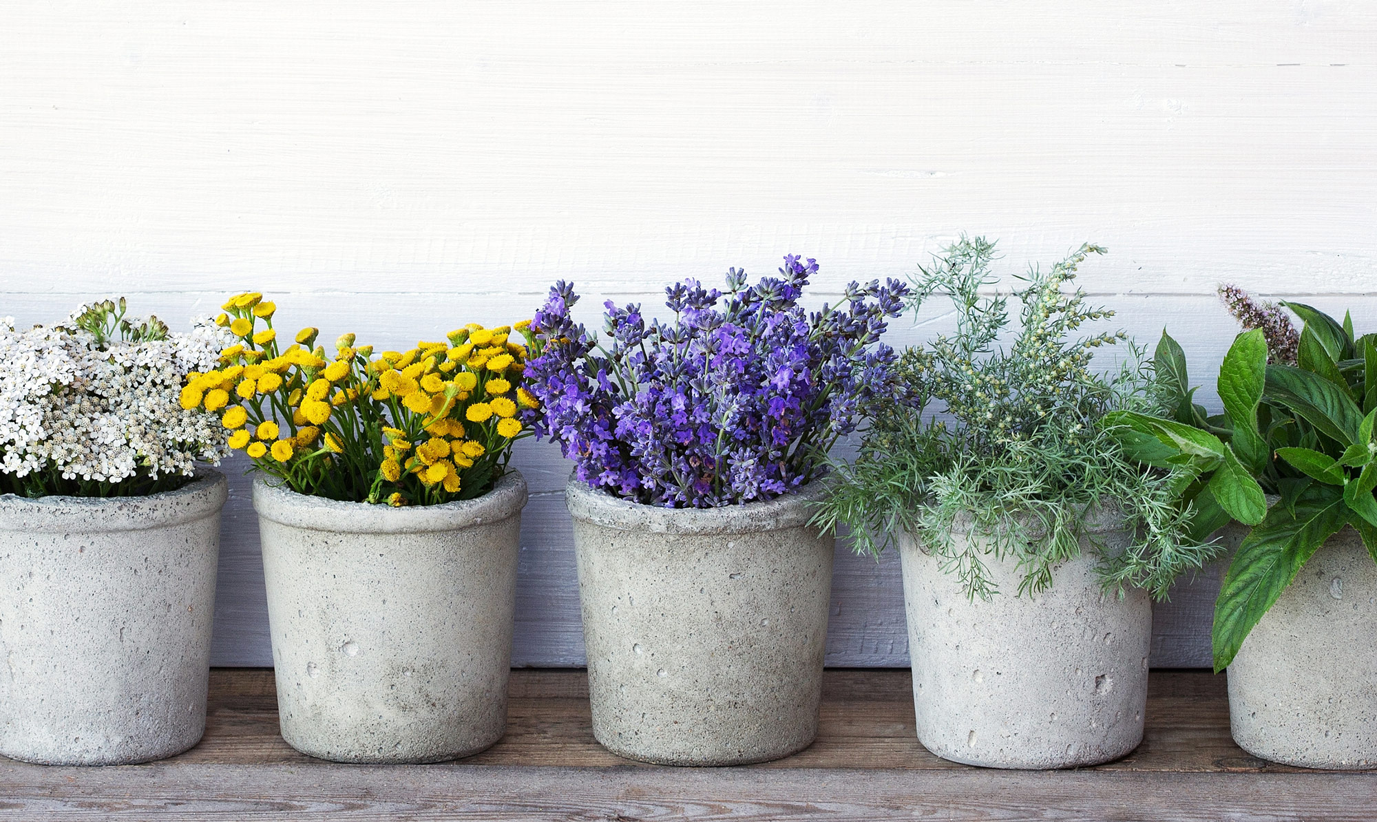 Få tips til at tilplante i dine krukker. Planter i potter og krukker