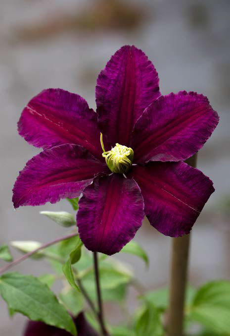 Arten ’Niobe’ er uimodståelig med de flotte mørke blomsterblade, der ligner blød velour. I midten af blomsten sidder de gule støvdragere som en fin kontrast. Den blomstrer fra juli til september.
