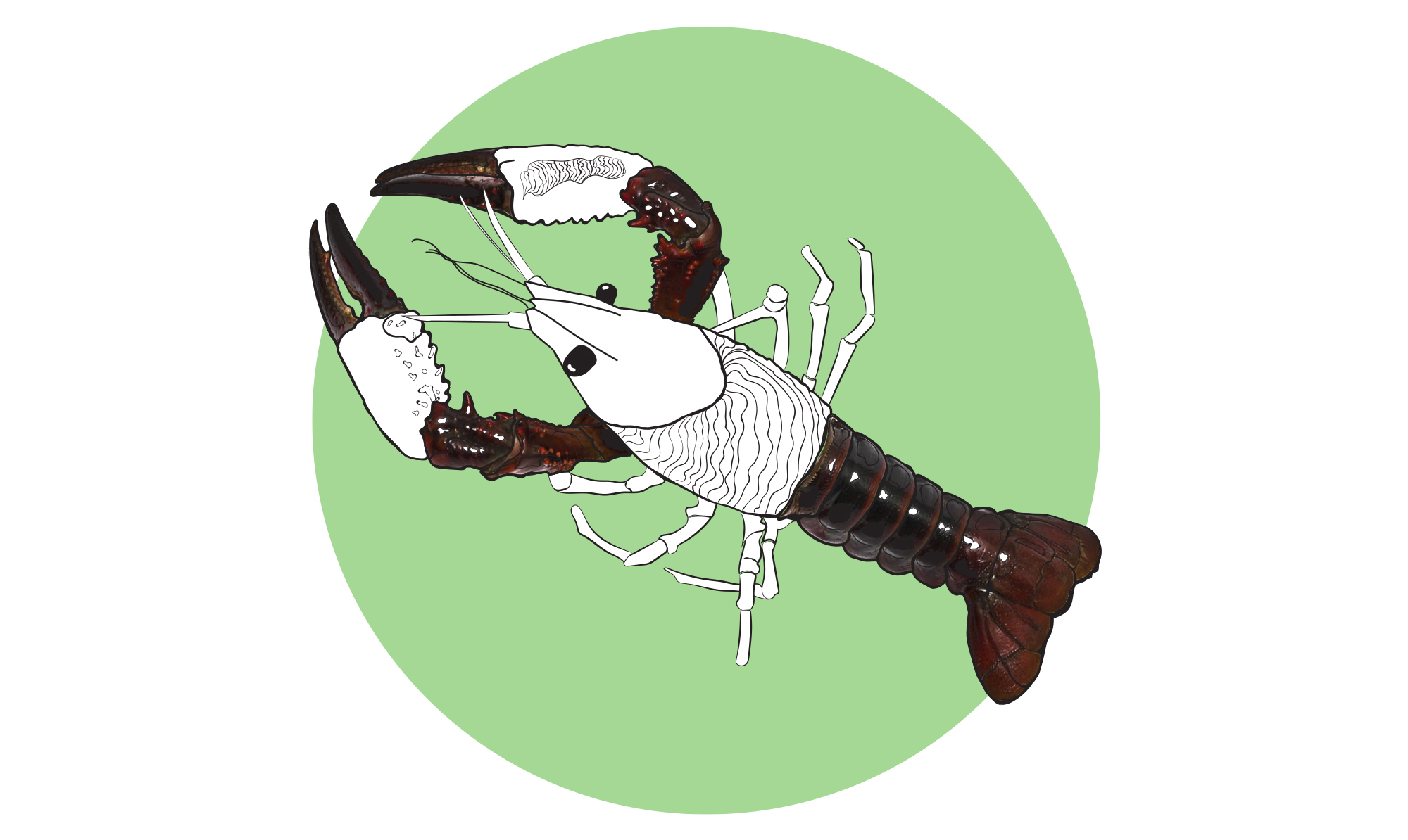 Krebsen er født mellem den 22. juni - 22. juli. Horoskop krebs illustration