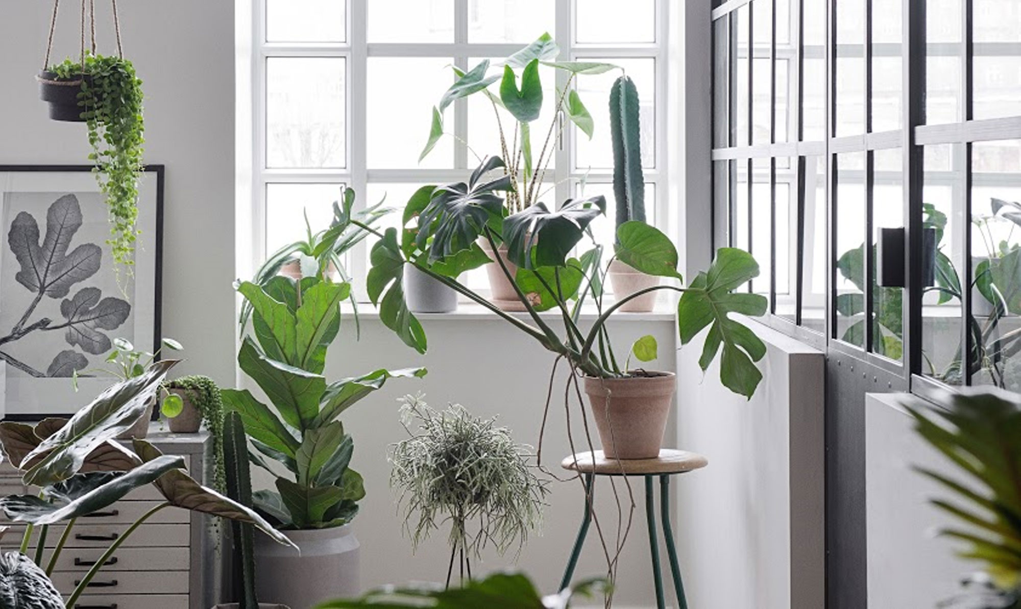 Hængeplanter bliver det store plante hit i 2021. Plantetendenser 2021