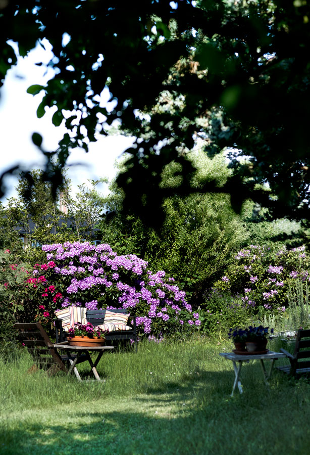 De stedsegrønne rododendroner er pragtfulde året rundt.