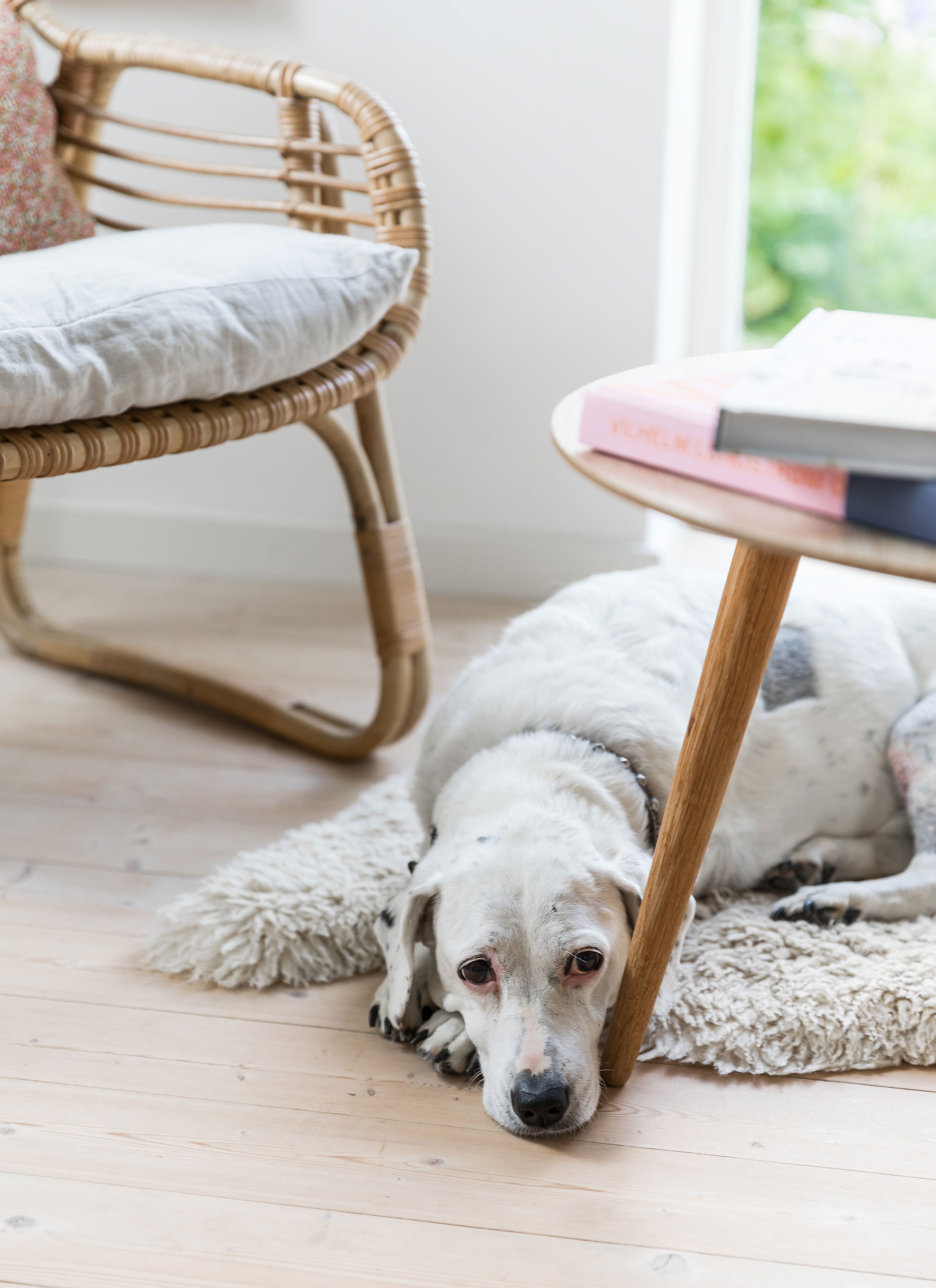 Hunden Polly elsker at putte på de steder, hvor tæpperne ligger