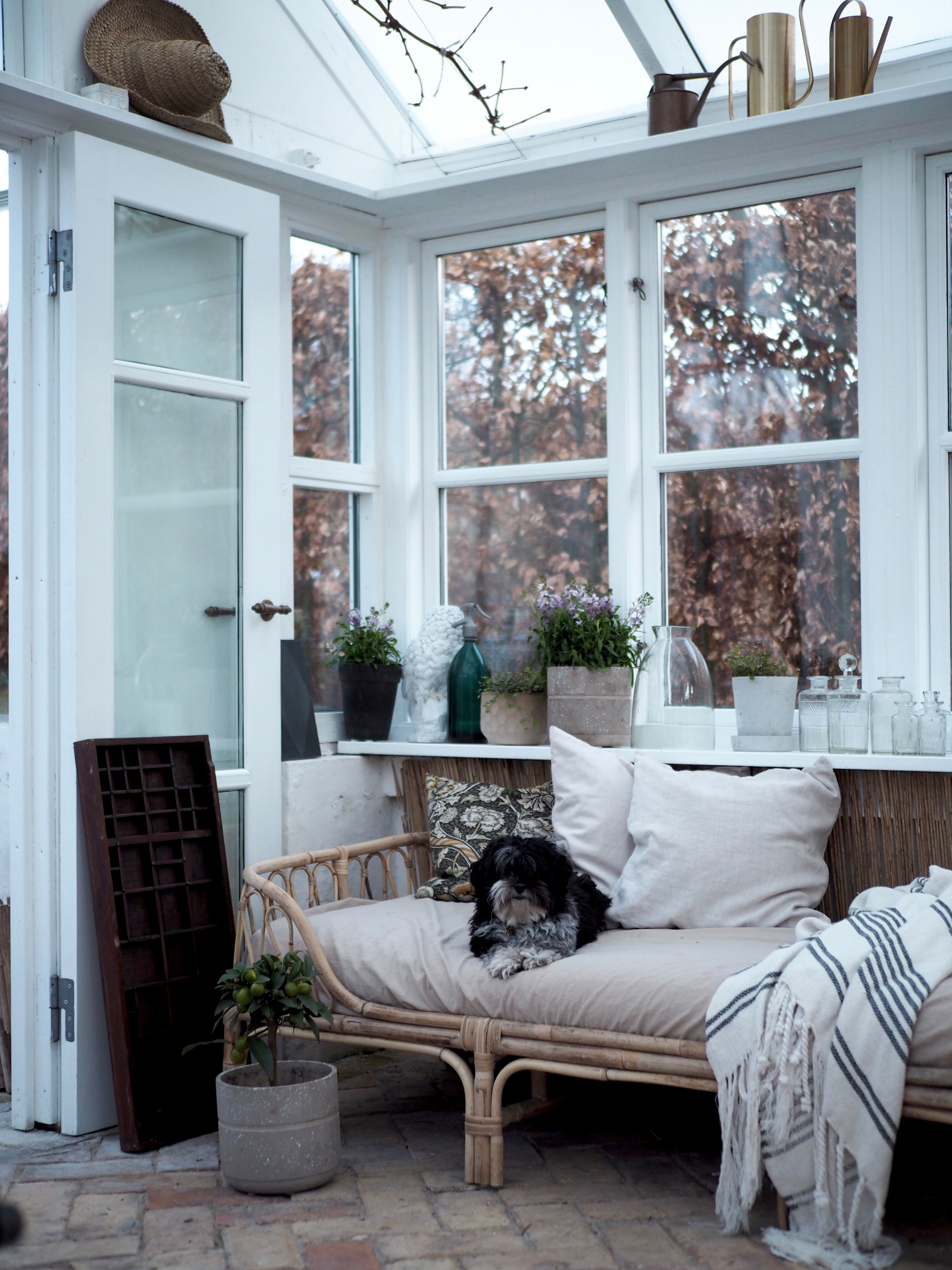 Hunden Luna nyder livet i orangeriet.