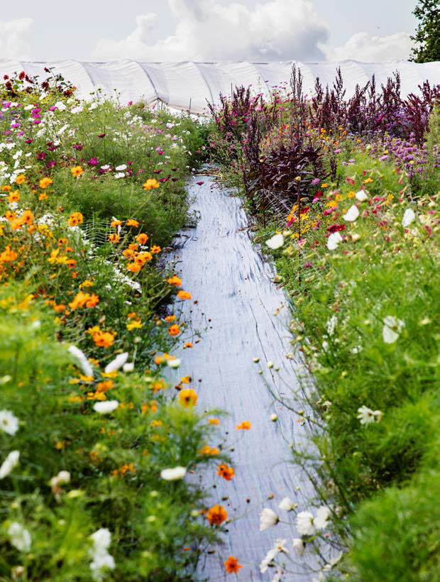 I tunnelen dyrker Rikke masser af tagetes og ærteblomster. Der er desuden gjort plads til, at der kan afholdes blomsterworkshops på udvalgte aftener i sensommeren. Udenfor tunnelen ses en stor variation af stolt kavaler og selvsået rød havemælde.