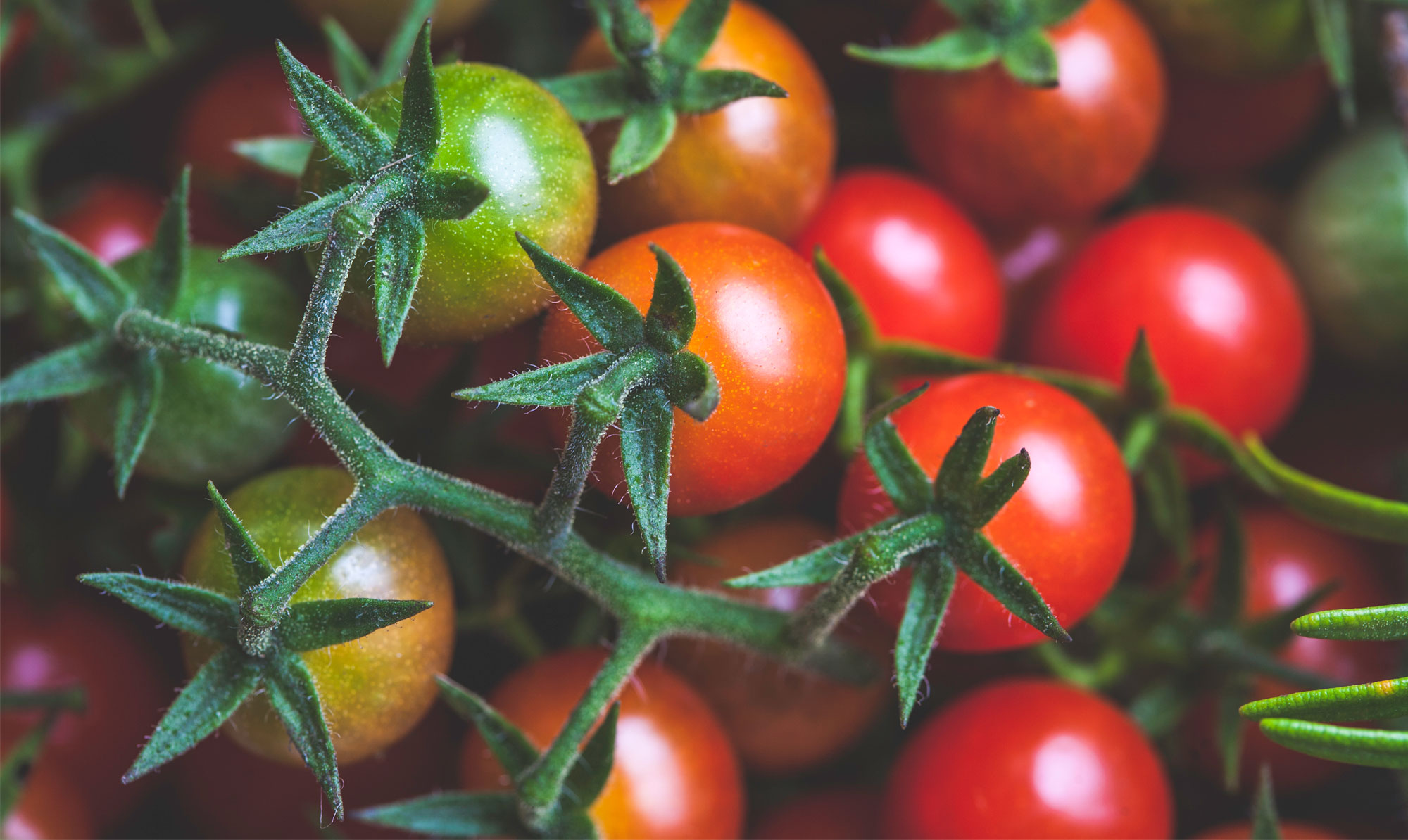 Hvis du til sommer vil høste hjemmeavlede tomater i massevis, er det nu, du skal så. Tomatplanter
