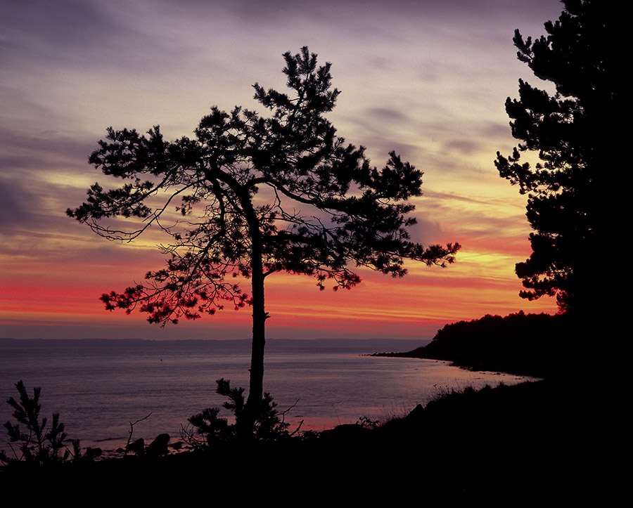 Hornbæk-Klitplantage_2231.jpg