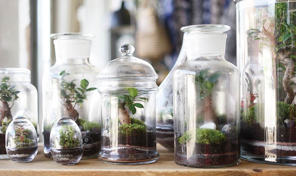 Disse planter ”vander sig selv”. Atelier Green Factory Pikaplant