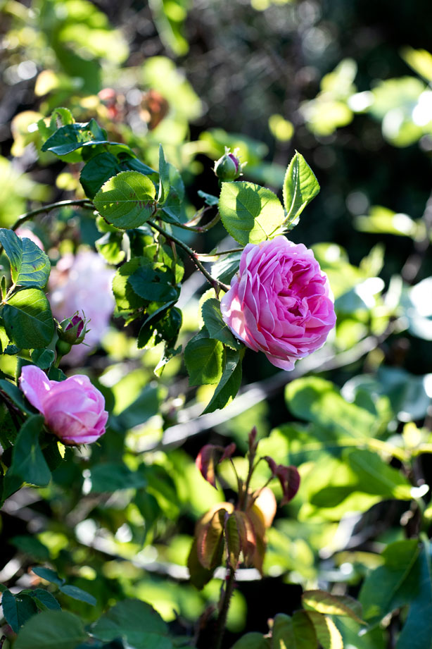Eden Rose blomster i haven.