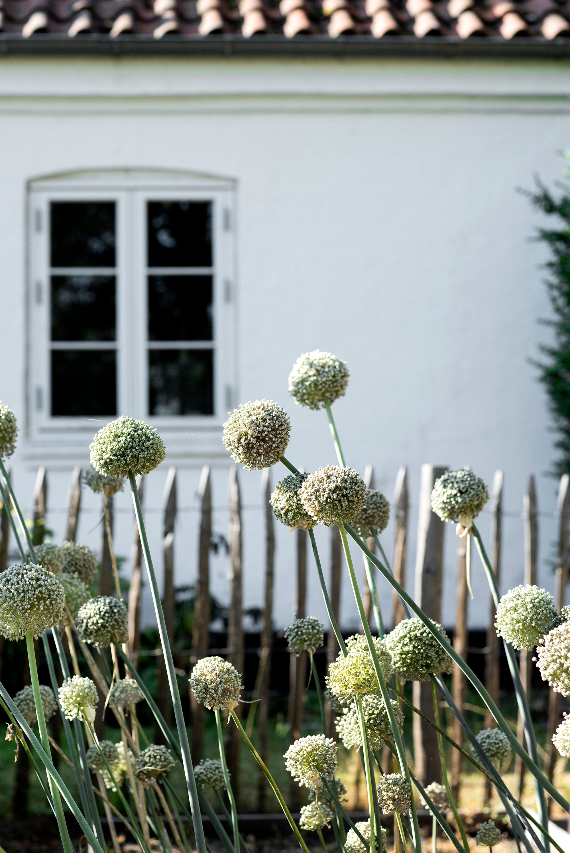 blomster3.jpg