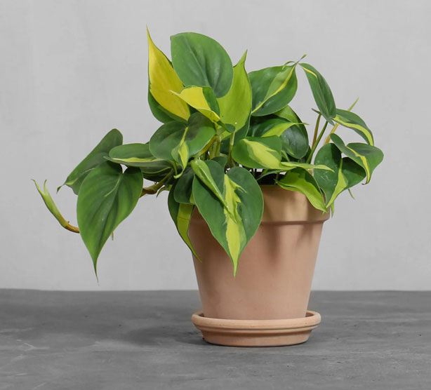 Philodendron Brazil