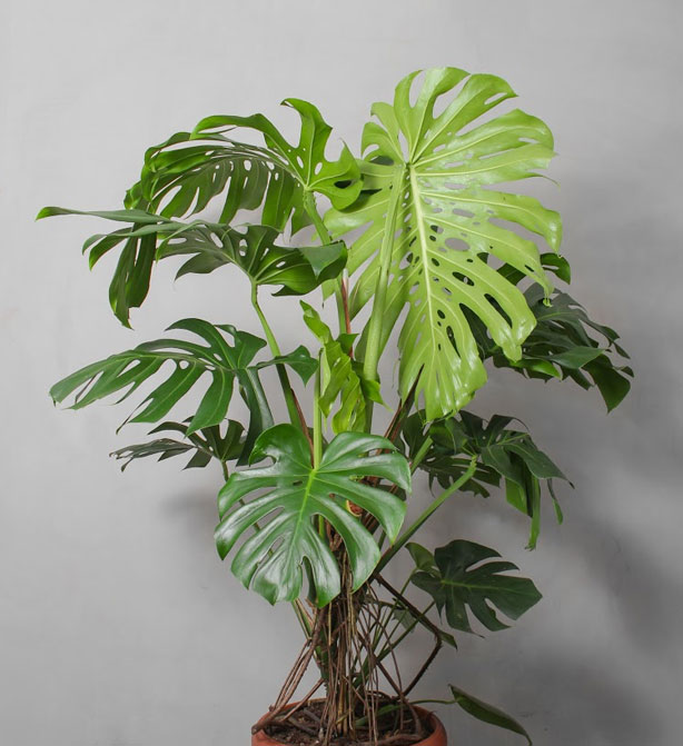 XL Monstera