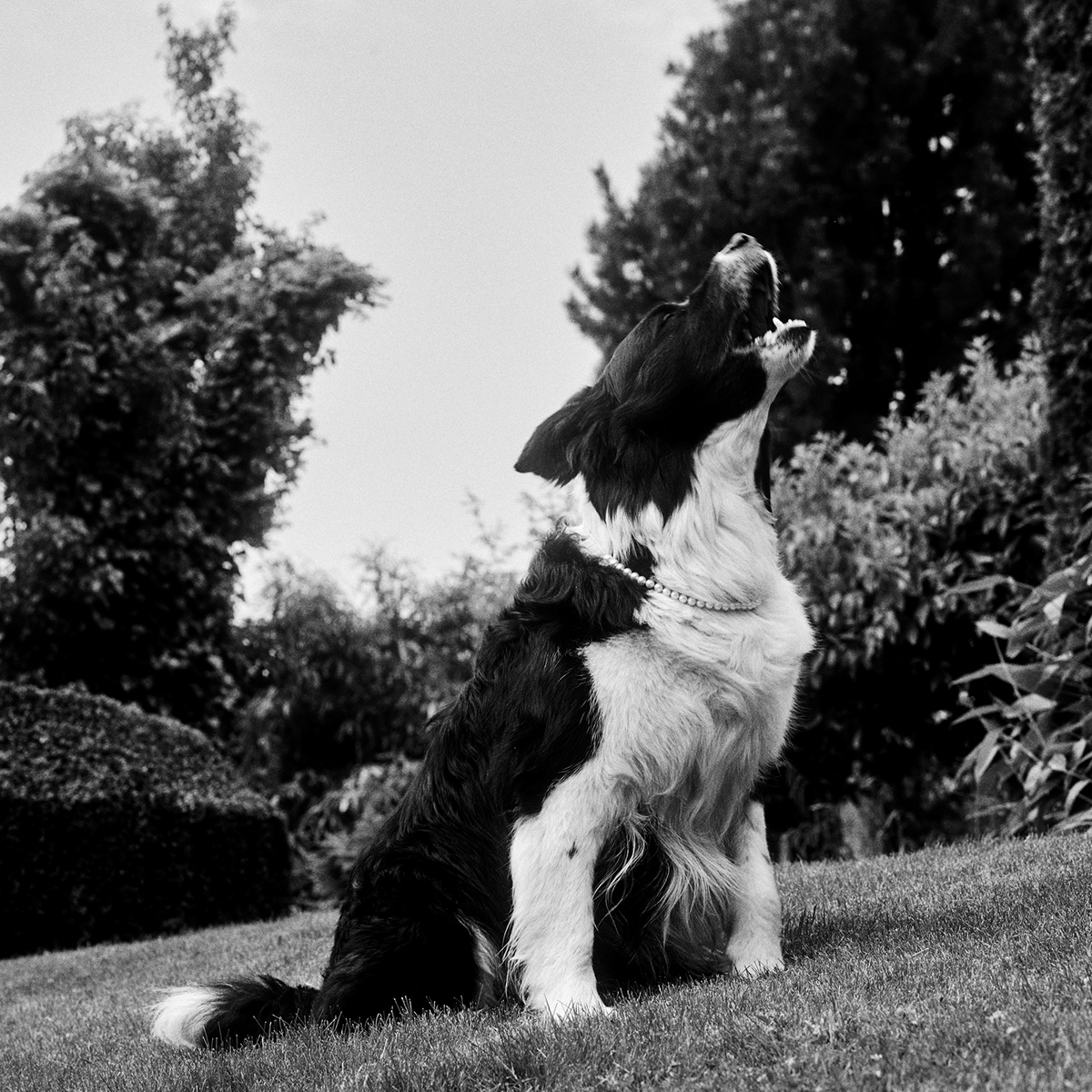 Sophies hund Snoopy går ikke ned på glam