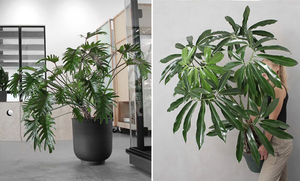 Andre philodendron planter som opstammet Xanadu og Goeldii vil også være gode bud på hit-planter.