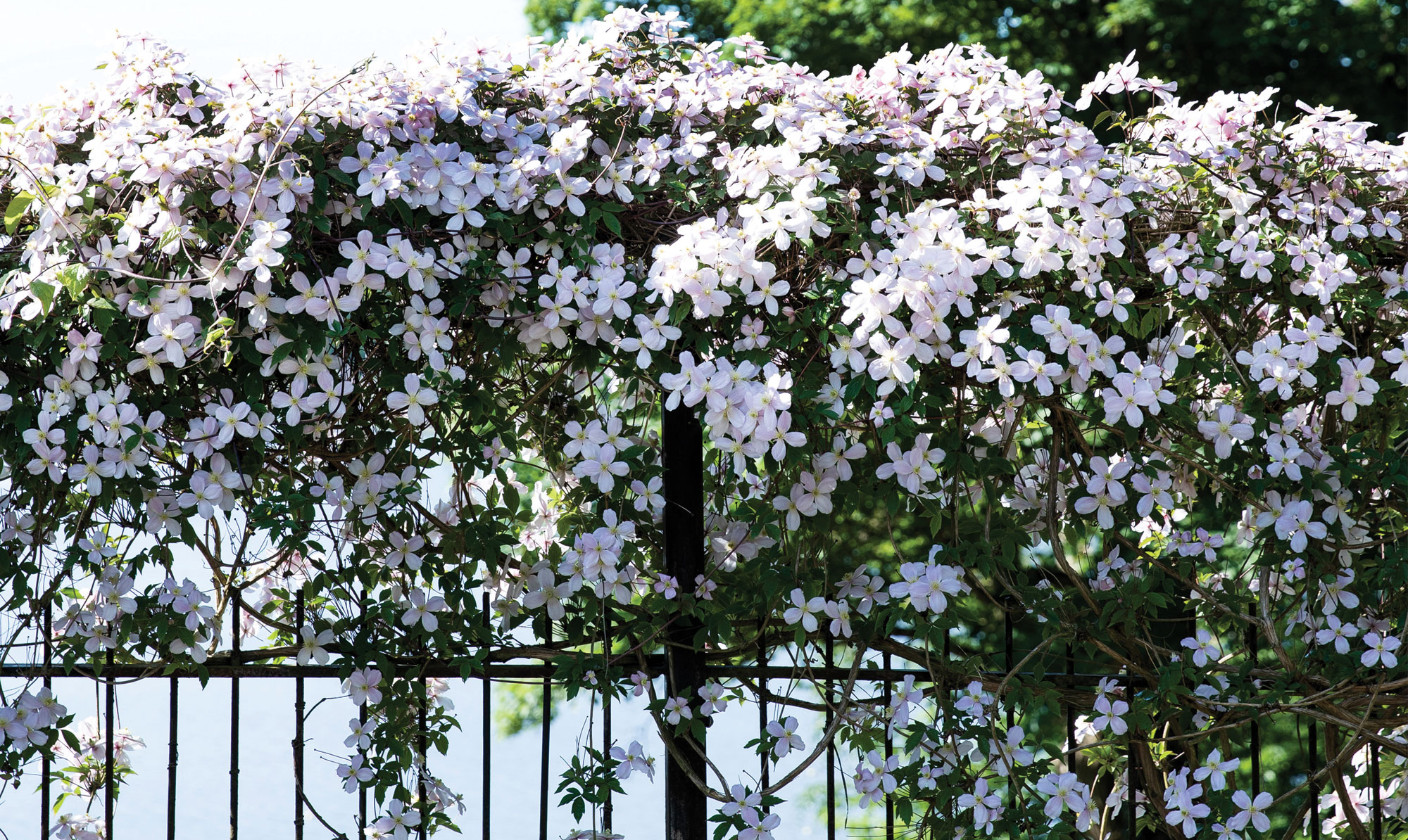 Her er det en klematis, der blomstrer i maj og juni. Blomstrende buske året rundt