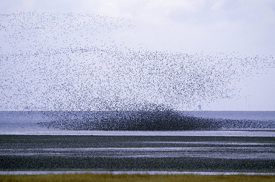 Ribe vadehavet