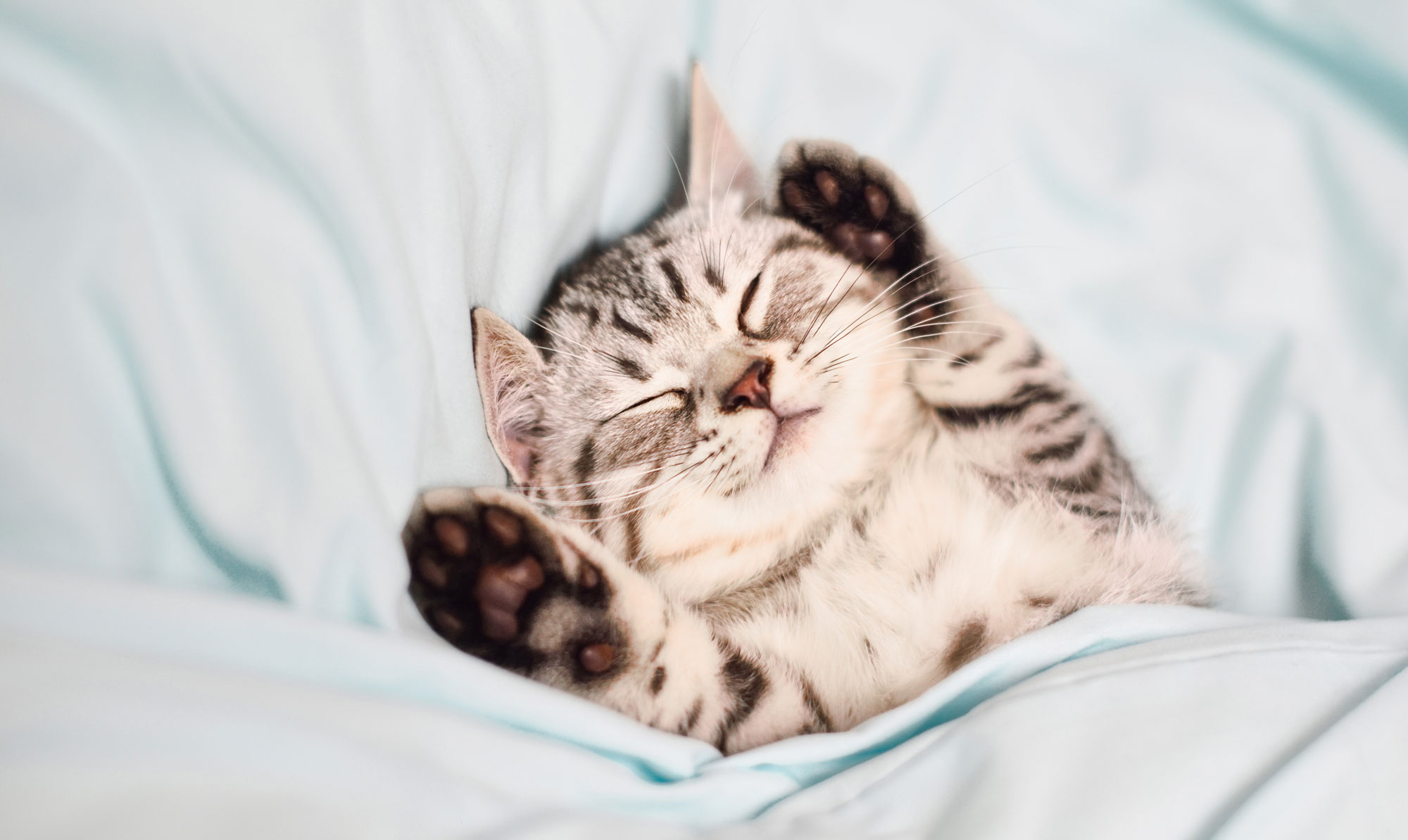 Lad katten følge hverdagen fra en fin katteseng. Sovende kat