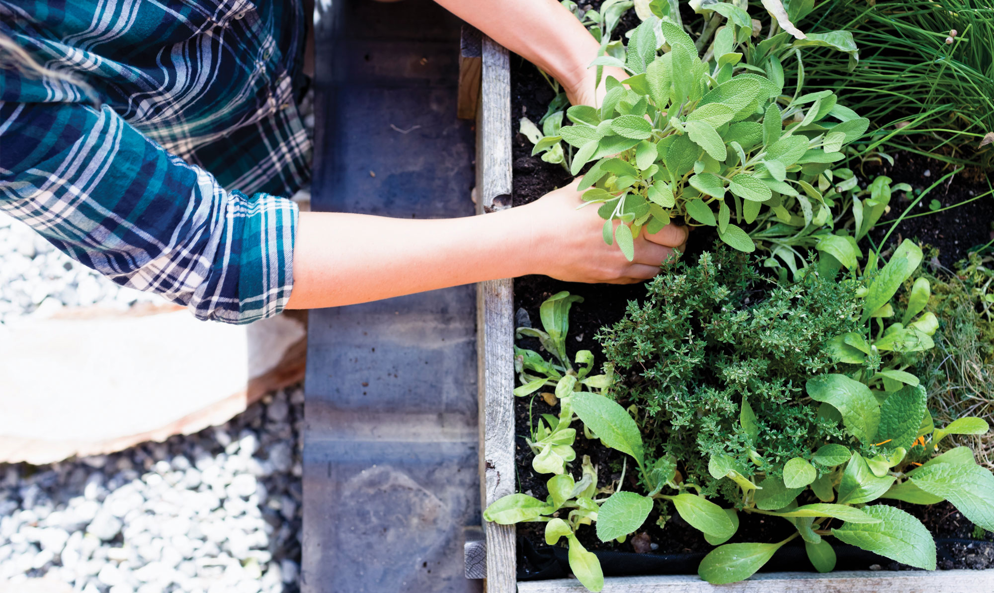 Plant dine egne krydderurter i haven. Krydderurter i haven