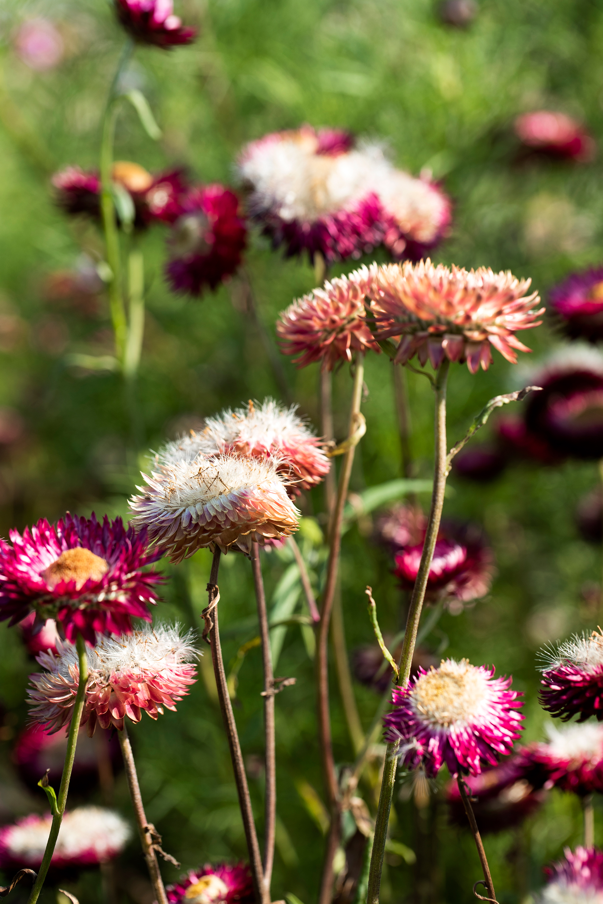 blomster2.jpg