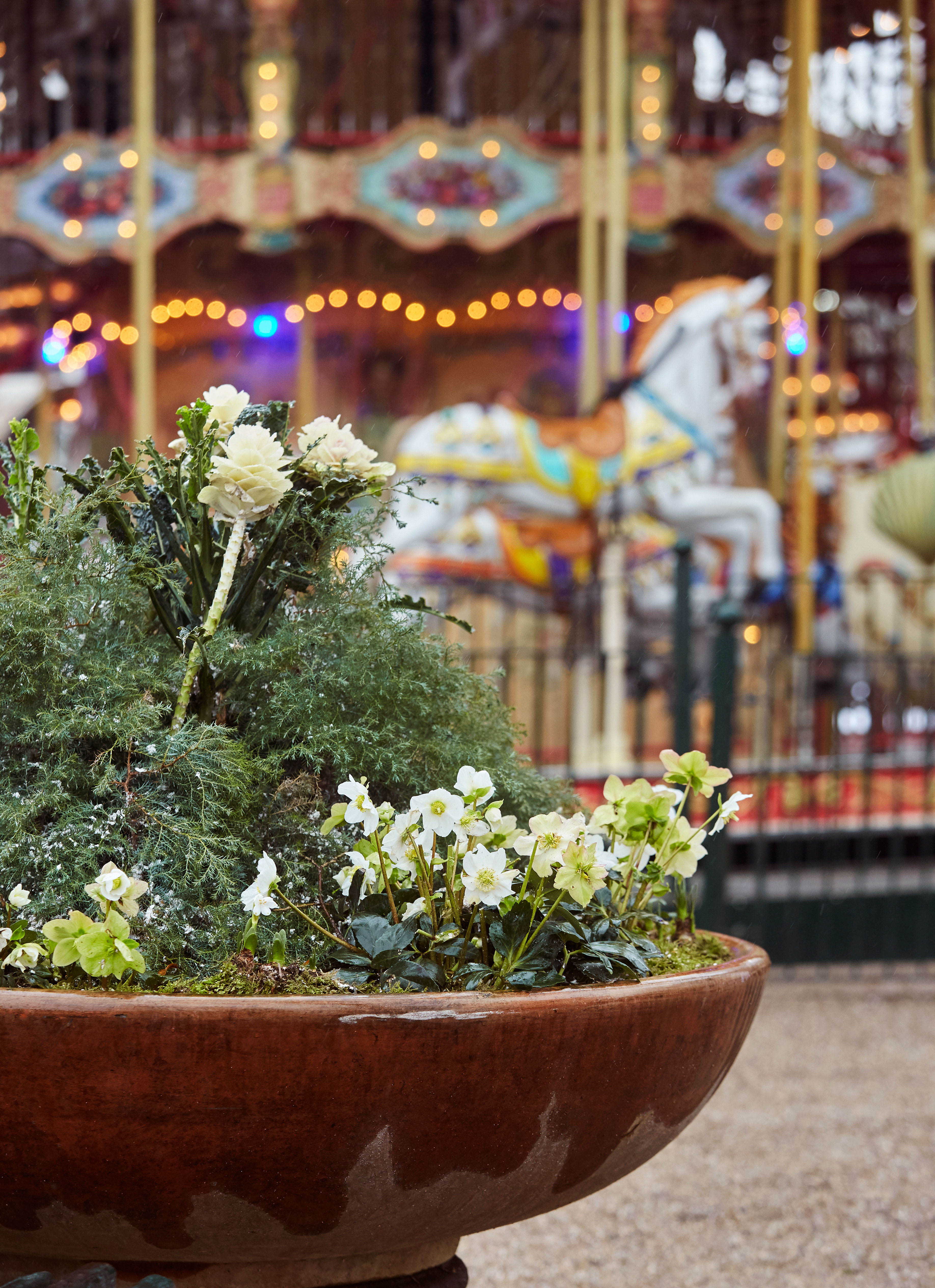 De mange store krukker i Tivoli er fyldt med de fineste planter, så de ligner hele små haver. Her er plantet juleroser, pyntekål, palmekål og kransecypres, mens jordbunden er dækket af blødt mos.