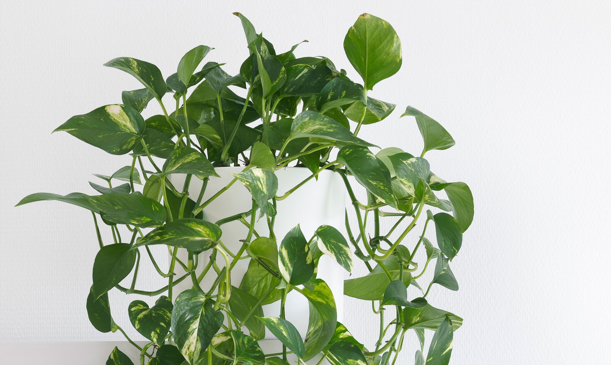 Nogle planter kan sagtens leve på badeværelset! Planter til badeværelset