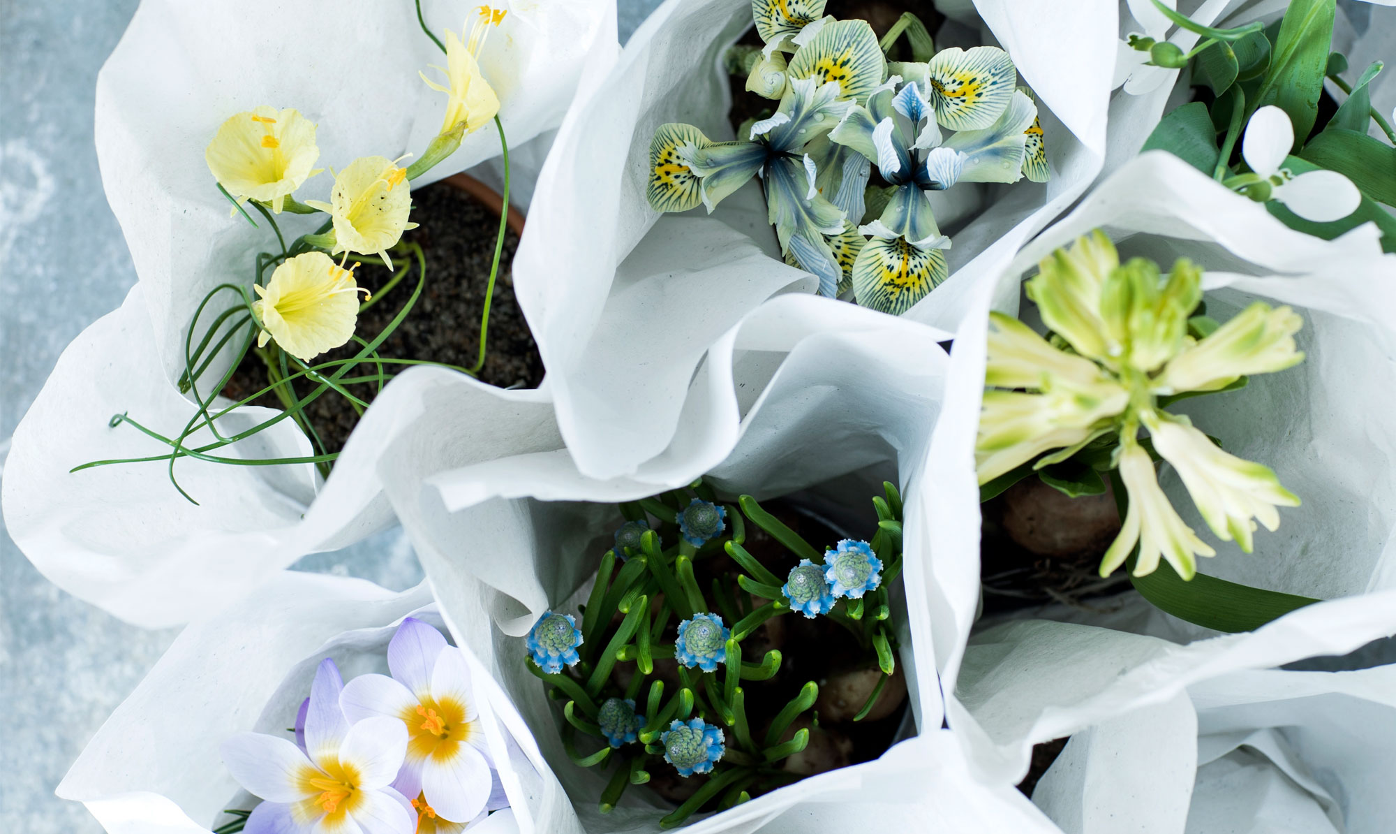 Smid endelig ikke de afblomstrede løg ud - plant dem i haven og vent til næste år. Løg der kan plantes ud