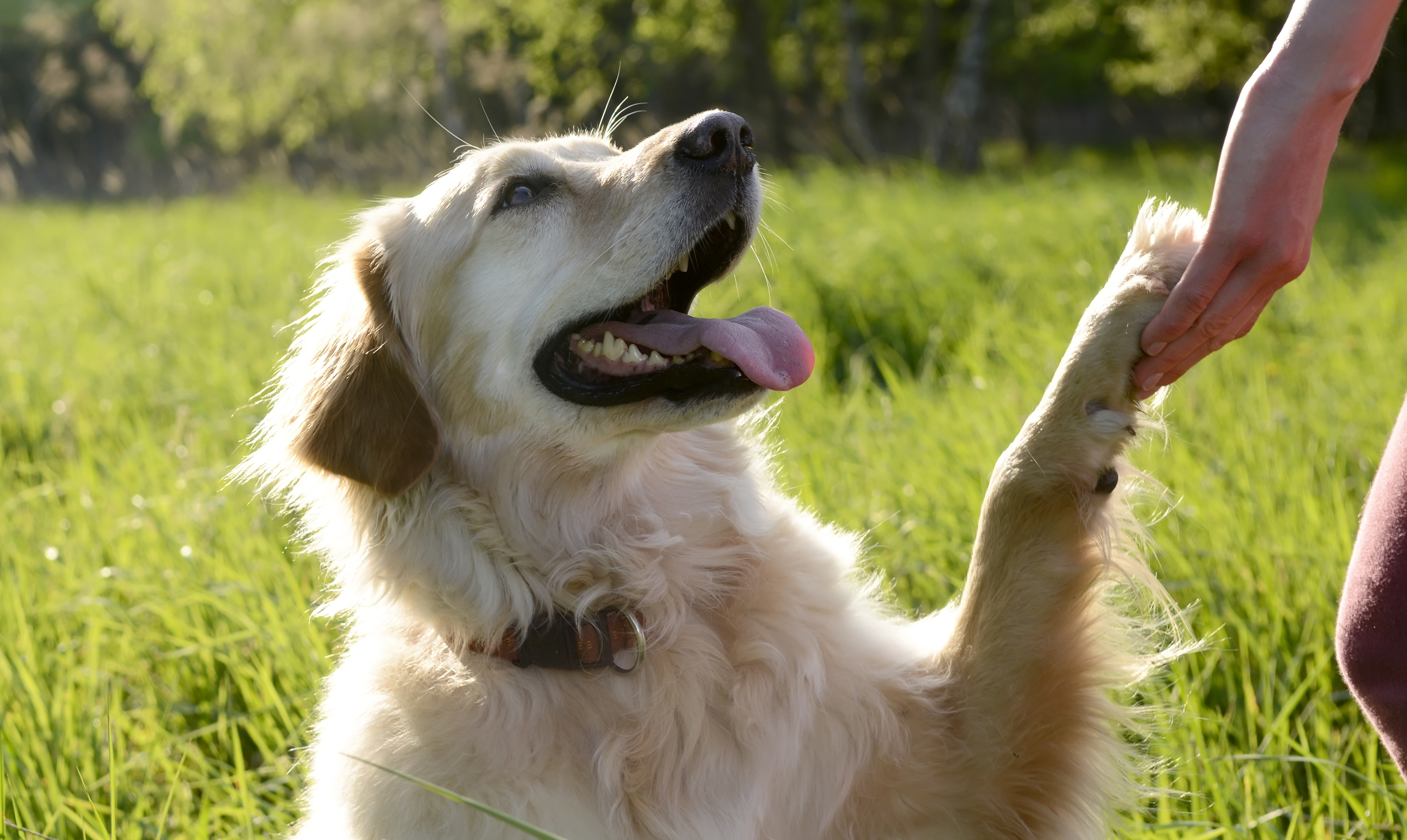 Mangler du gode råd til at træne din hund? Så læs med her. Gode råd til hundetræning
