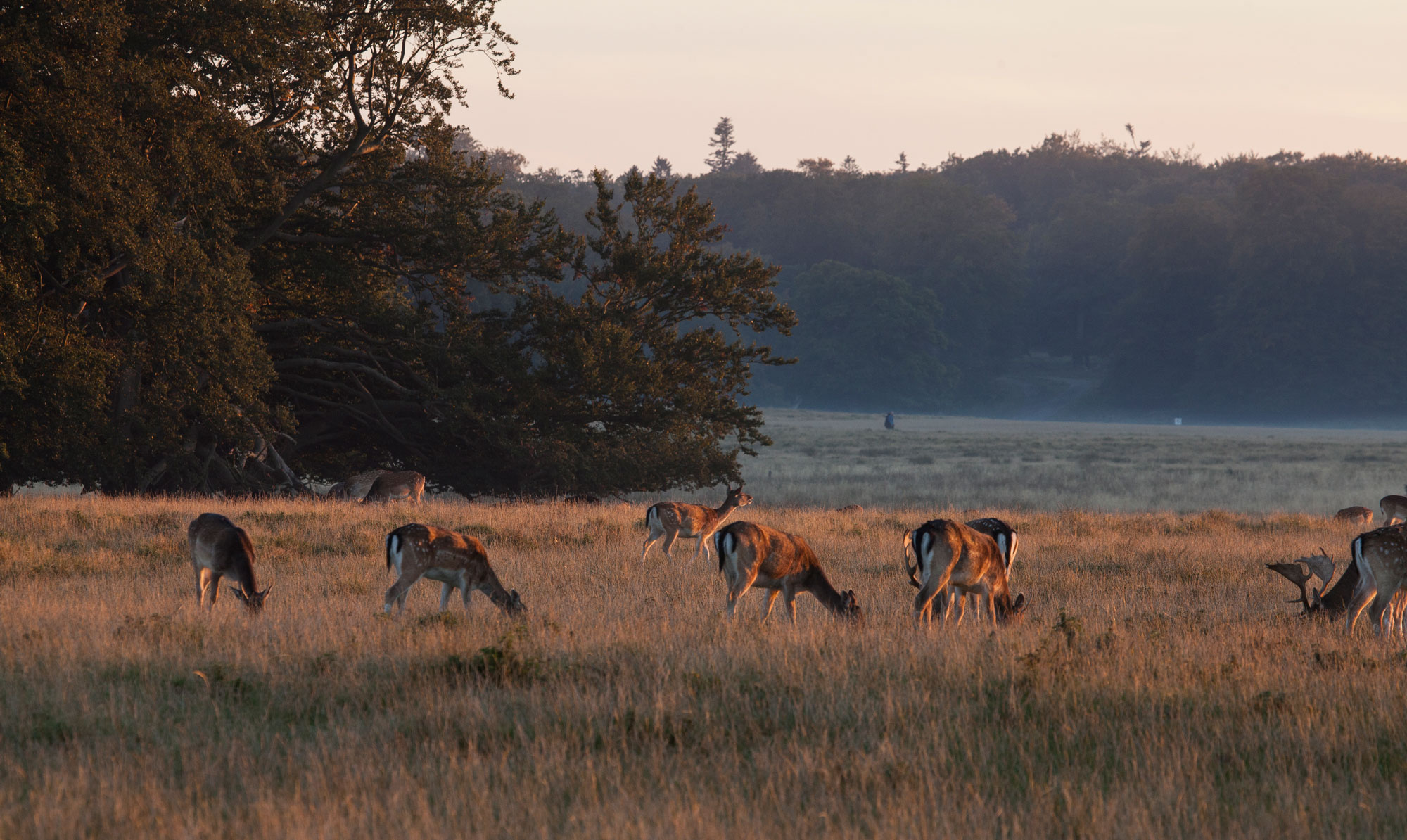 Copenhagen-Deer-Park-deer1.jpg