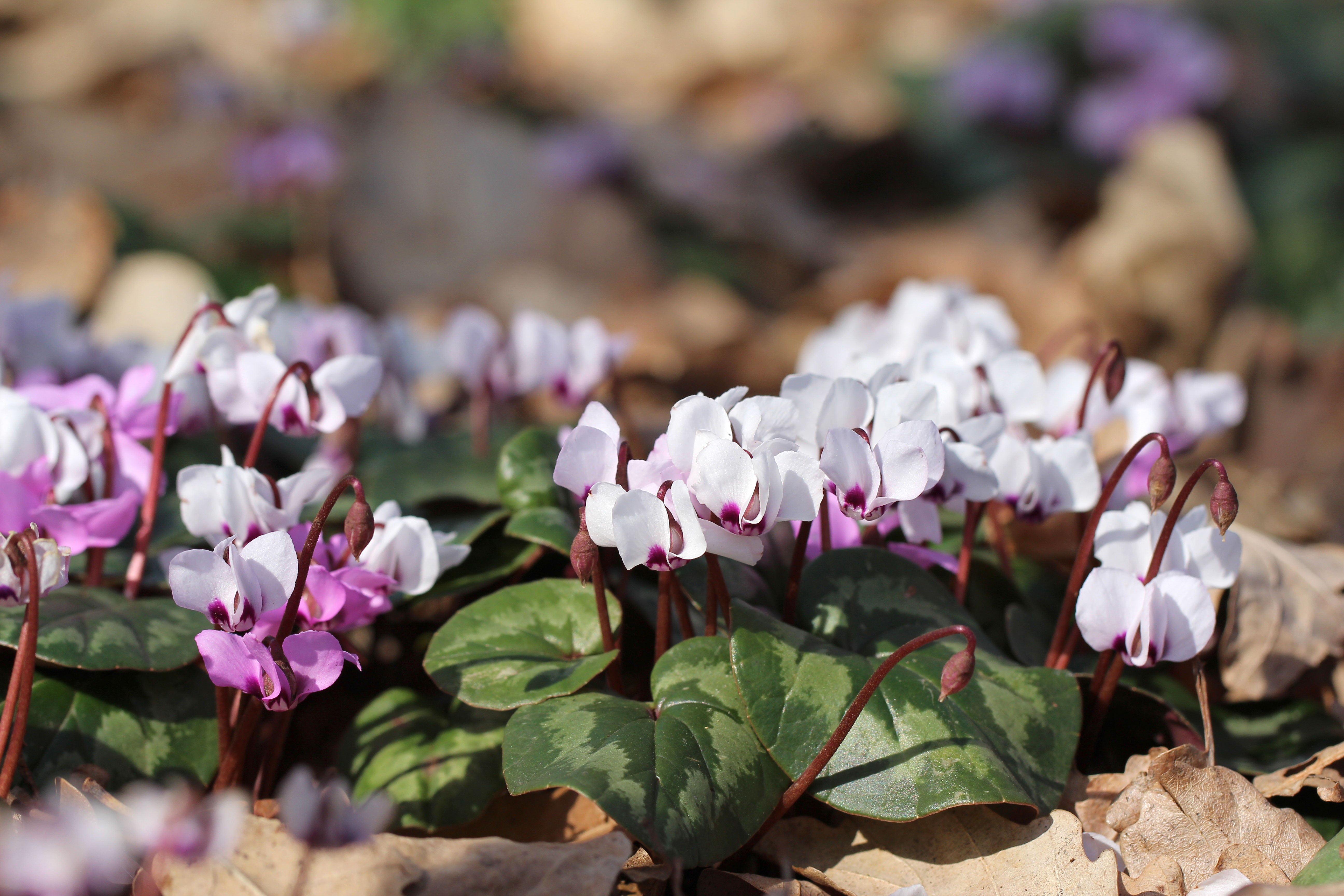 Tidlig alpeviol (Cyclamen coum)