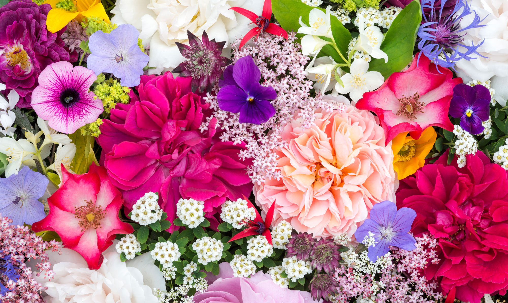 Lær, hvad dine blomster symboliserer og bliv klogere på rosernes særlige sprog. Blomster symbolik