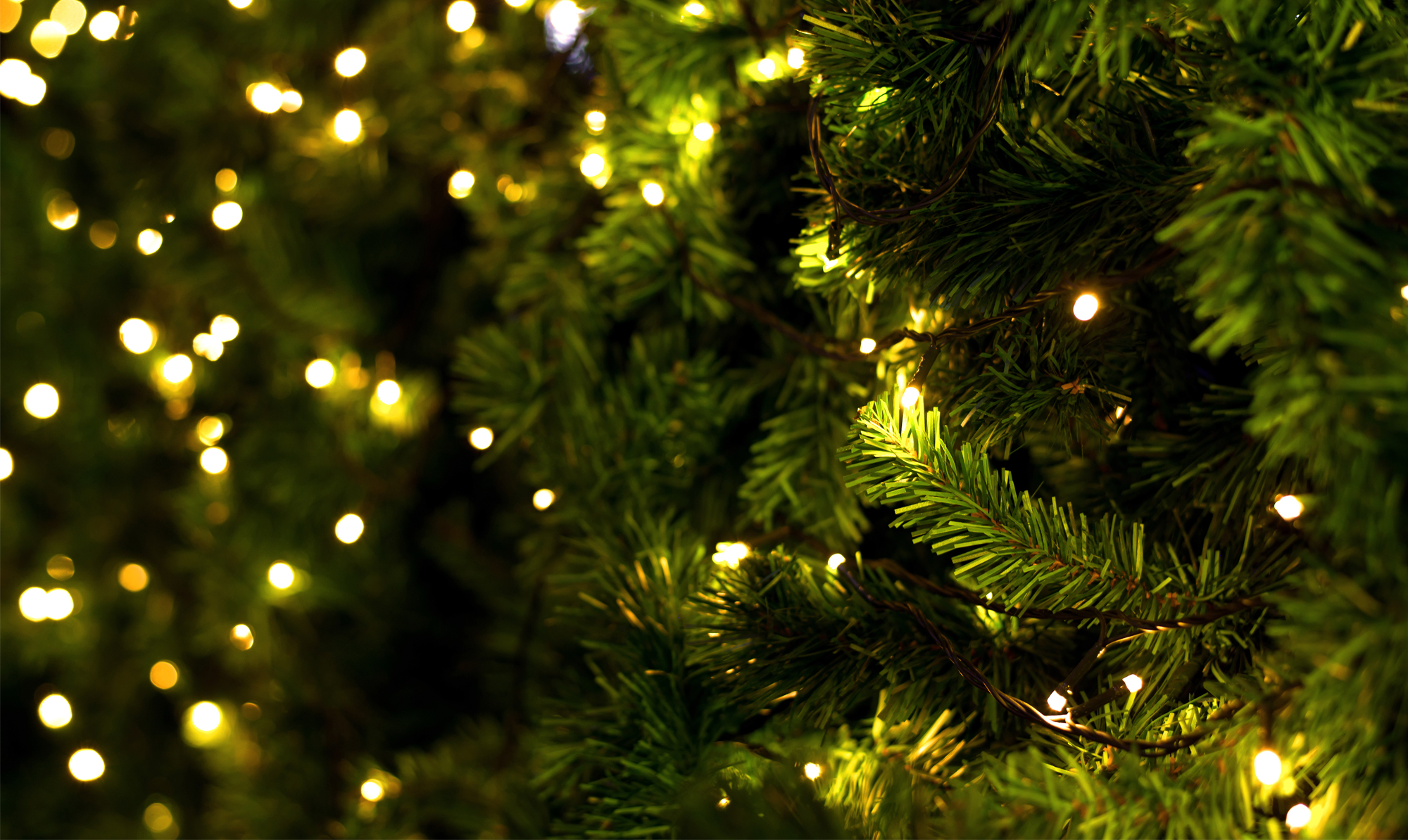 7 gode råd til hvordan du holder liv i dit juletræ Juletræ