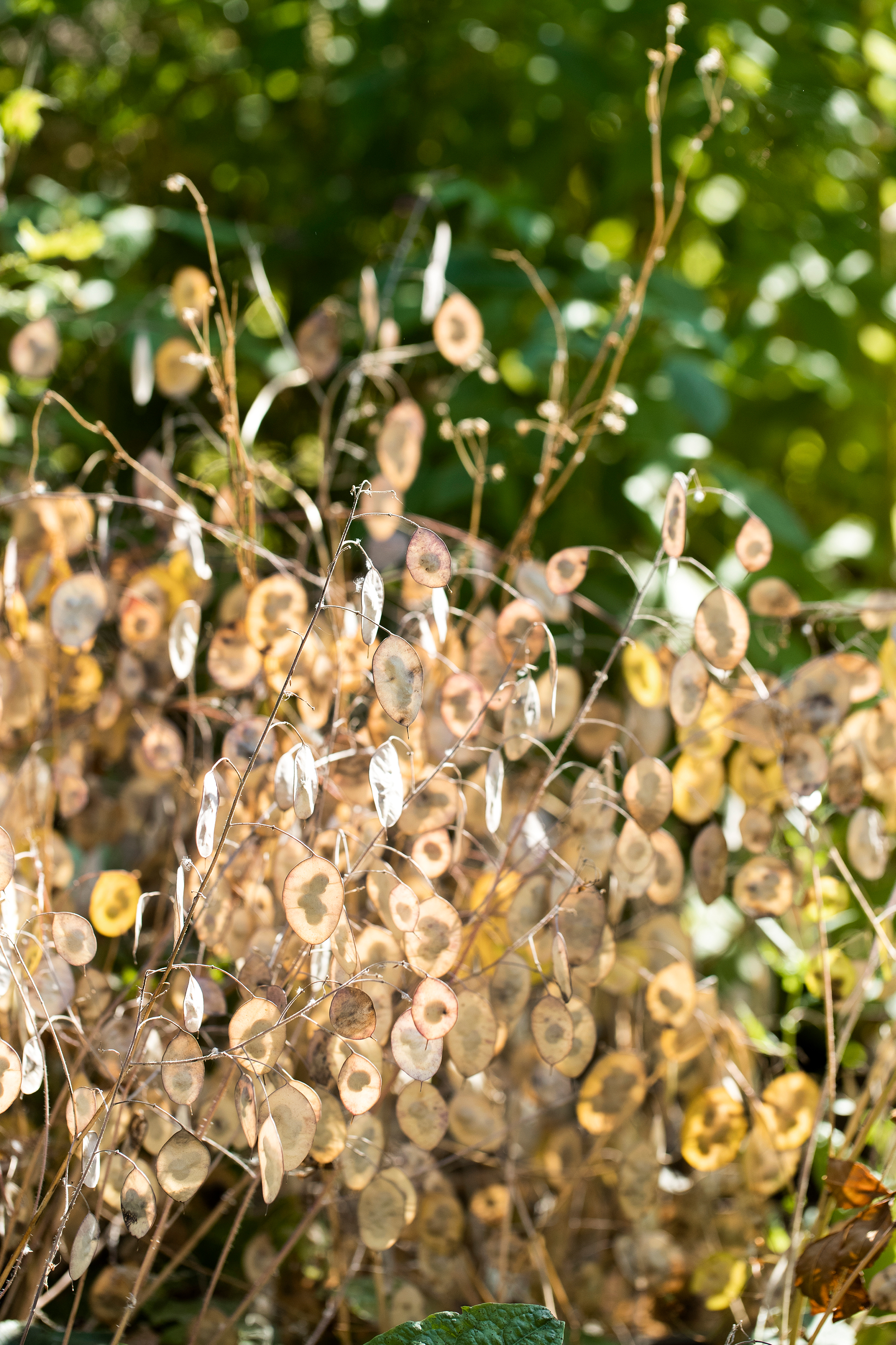 blomster5.jpg