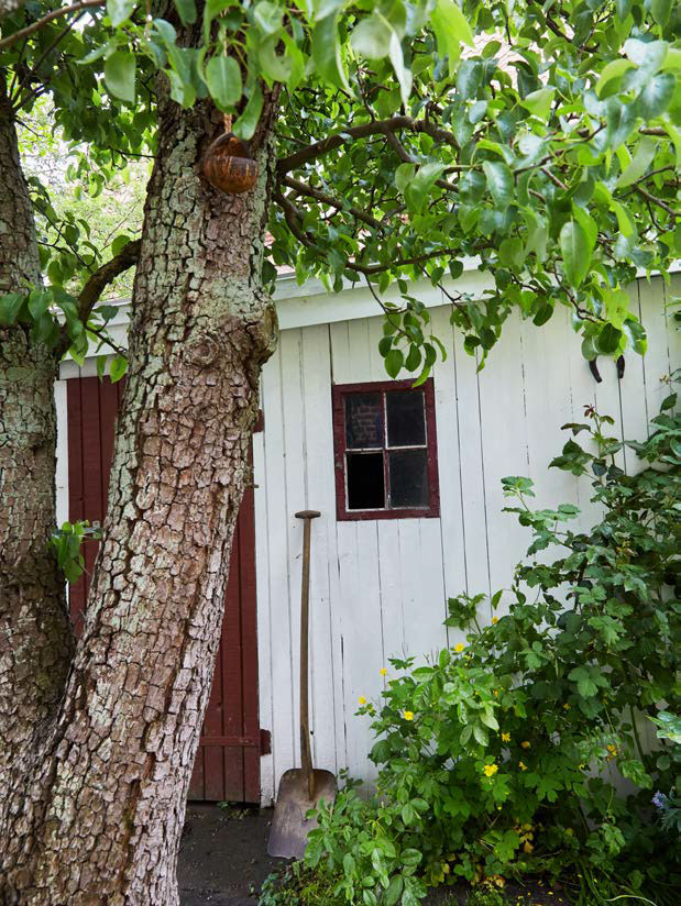 Parret faldt for havens mange gamle træer, da de købte huset. Her et kroget æbletræ og et gammelt skur som, stod på grunden, da de flyttede ind.