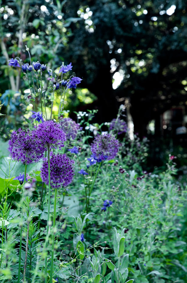 Prydløg og akelejer blomstrer på samme tid.