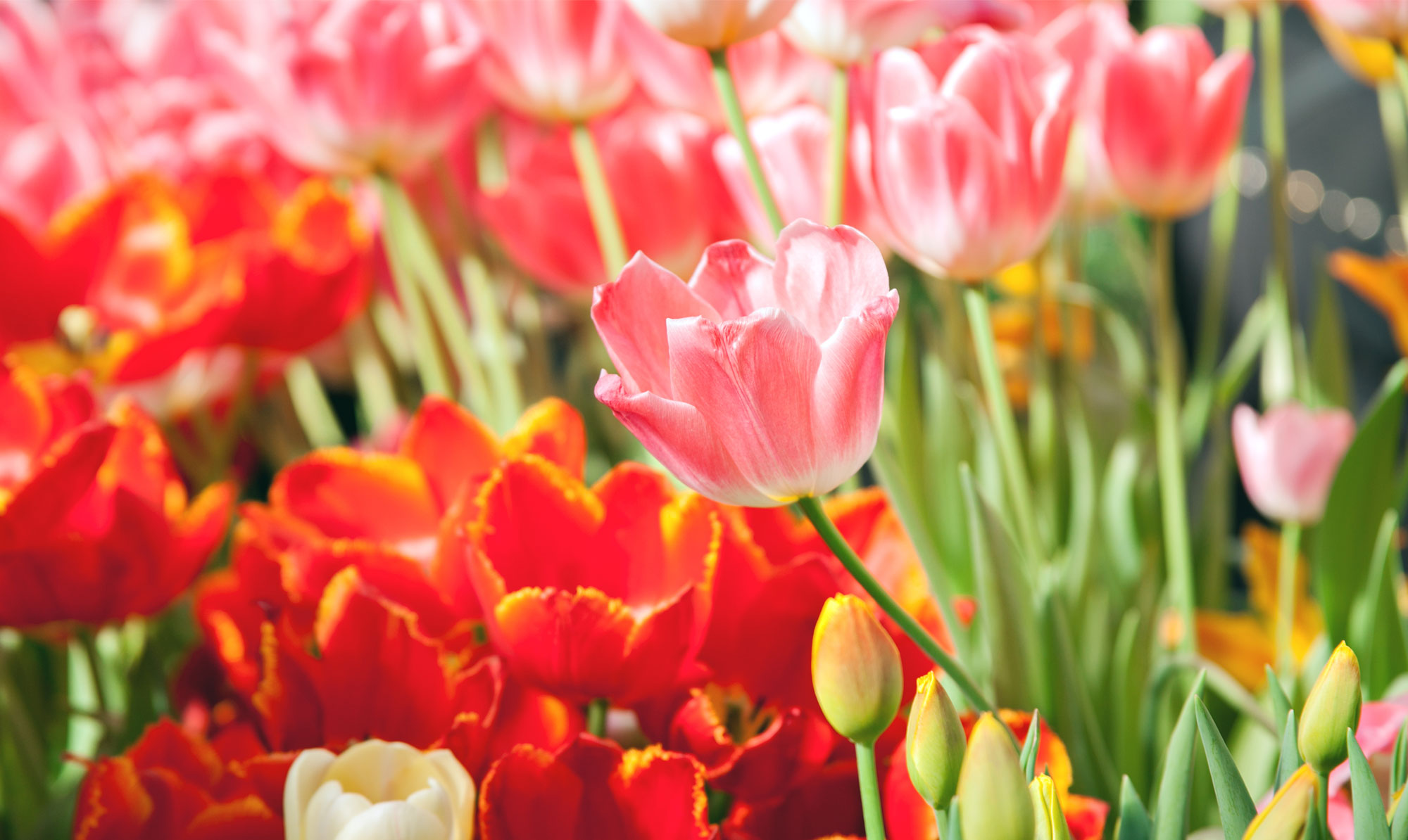 Blomsterløgene skal senest være i jorden før nattefrosten i december. Plant disse blomsterløg nu og nyd dem til foråret