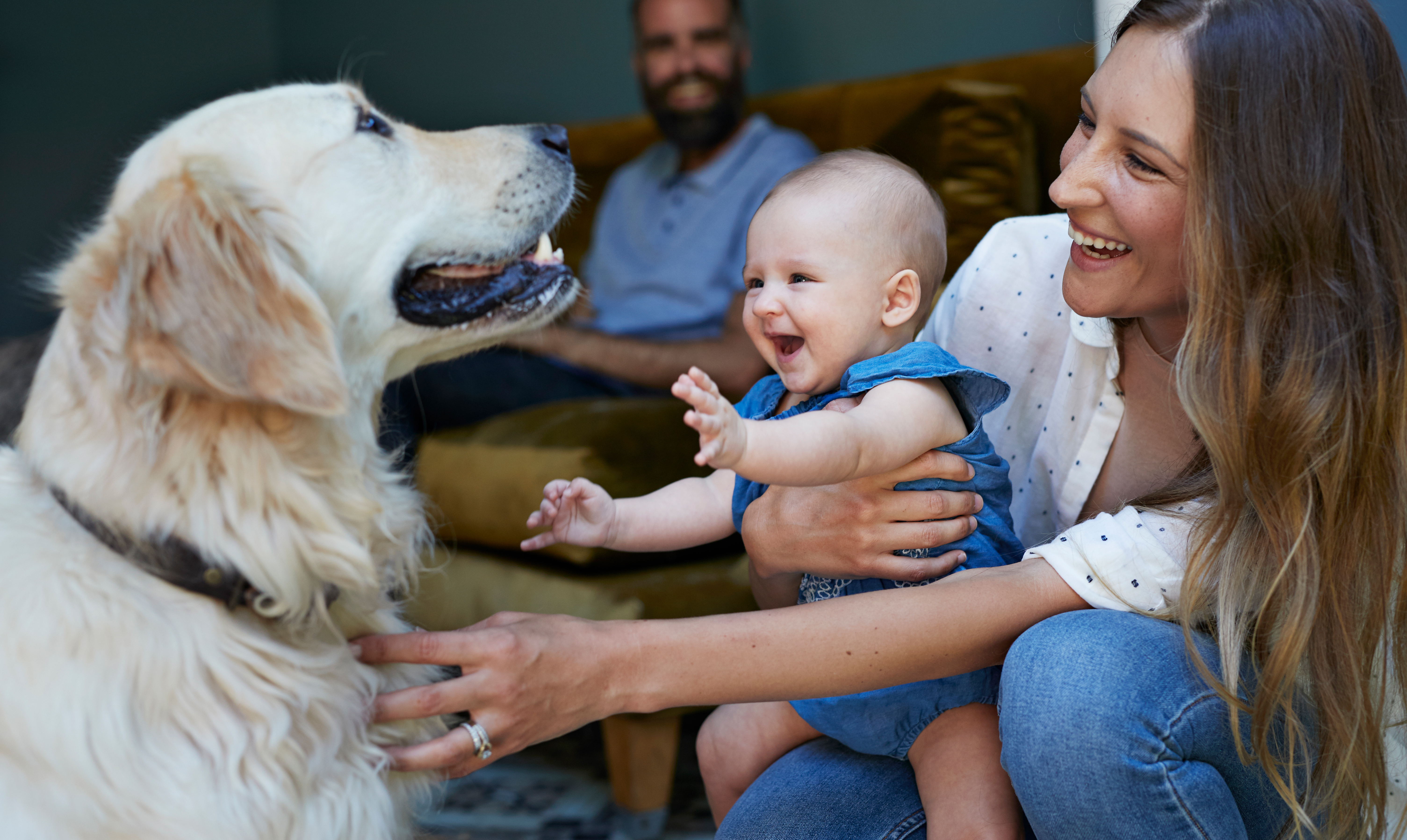 Det første møde mellem hund og baby skal altid superviseres af forældrene. Introducer baby for hund