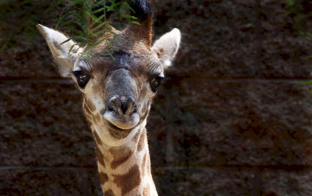 Der er en god grund til, at sager som den om giraffen Marius ender med at fylde så meget i mediebilledet. Sagen om giraffen Marius er blot én af mange, der har vokset sig stor på sociale medier.