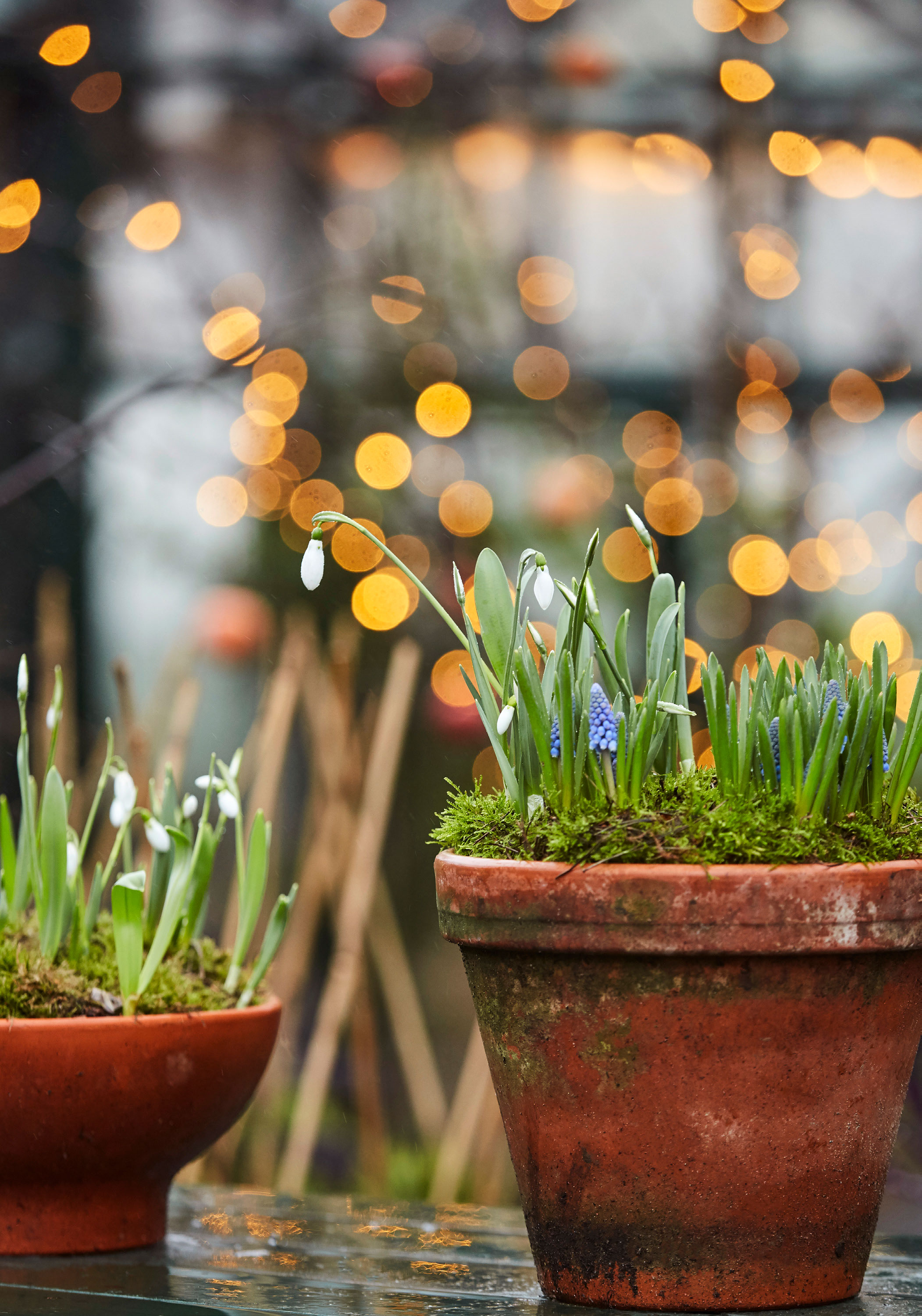 Vintergækker og blå perlehyacinter omgivet af et tykt lag mos skaber den smukkeste blomstrende vinterstemning.
