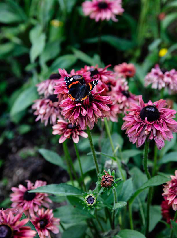 Rudbeckia Sahara er en favorit – også hos sommerfuglene.