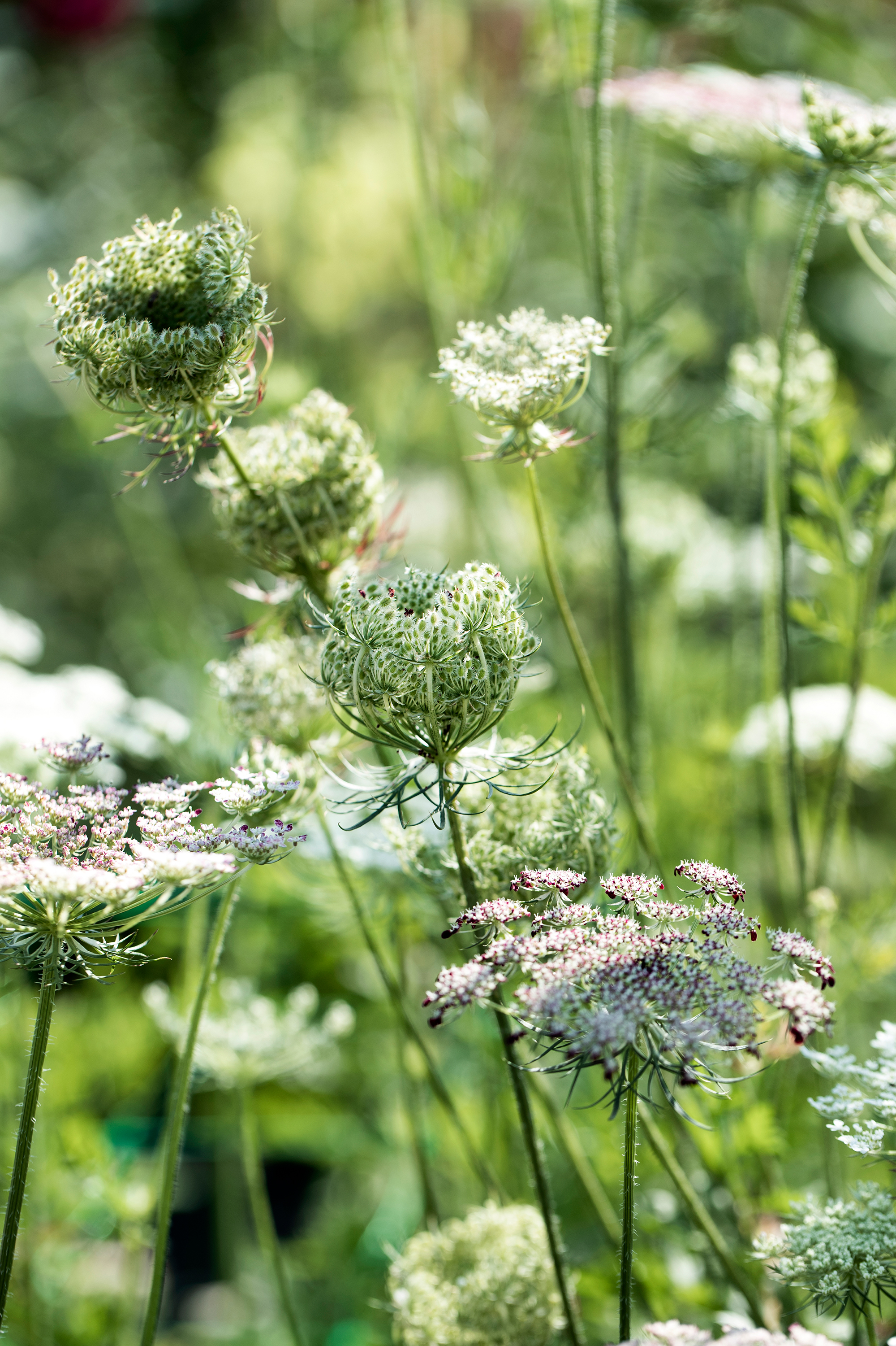 blomster7.jpg