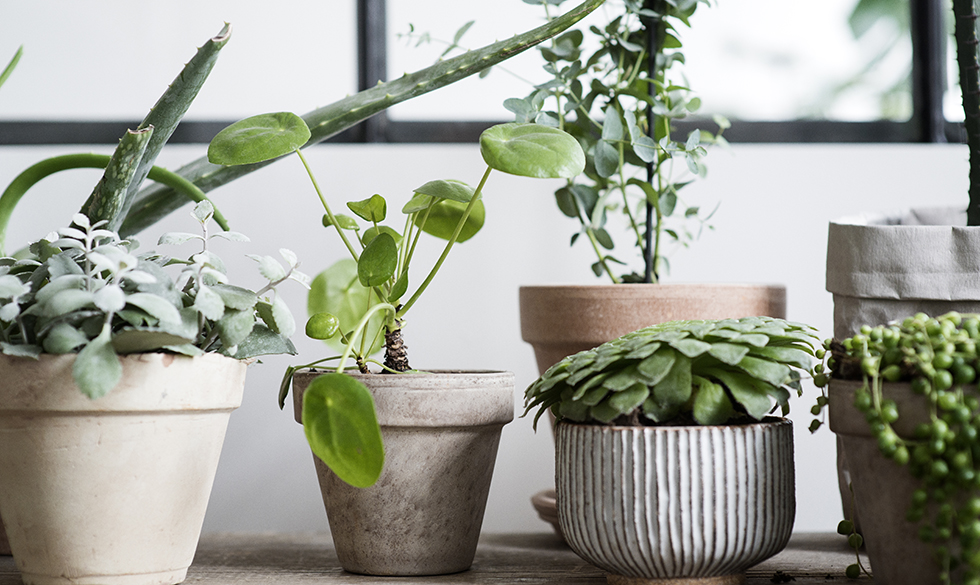 Hold igen med sjatvandingen og lær din plante at kende, anbefaler planteekspert Michala Kjær-Holm. Gode råd til planter