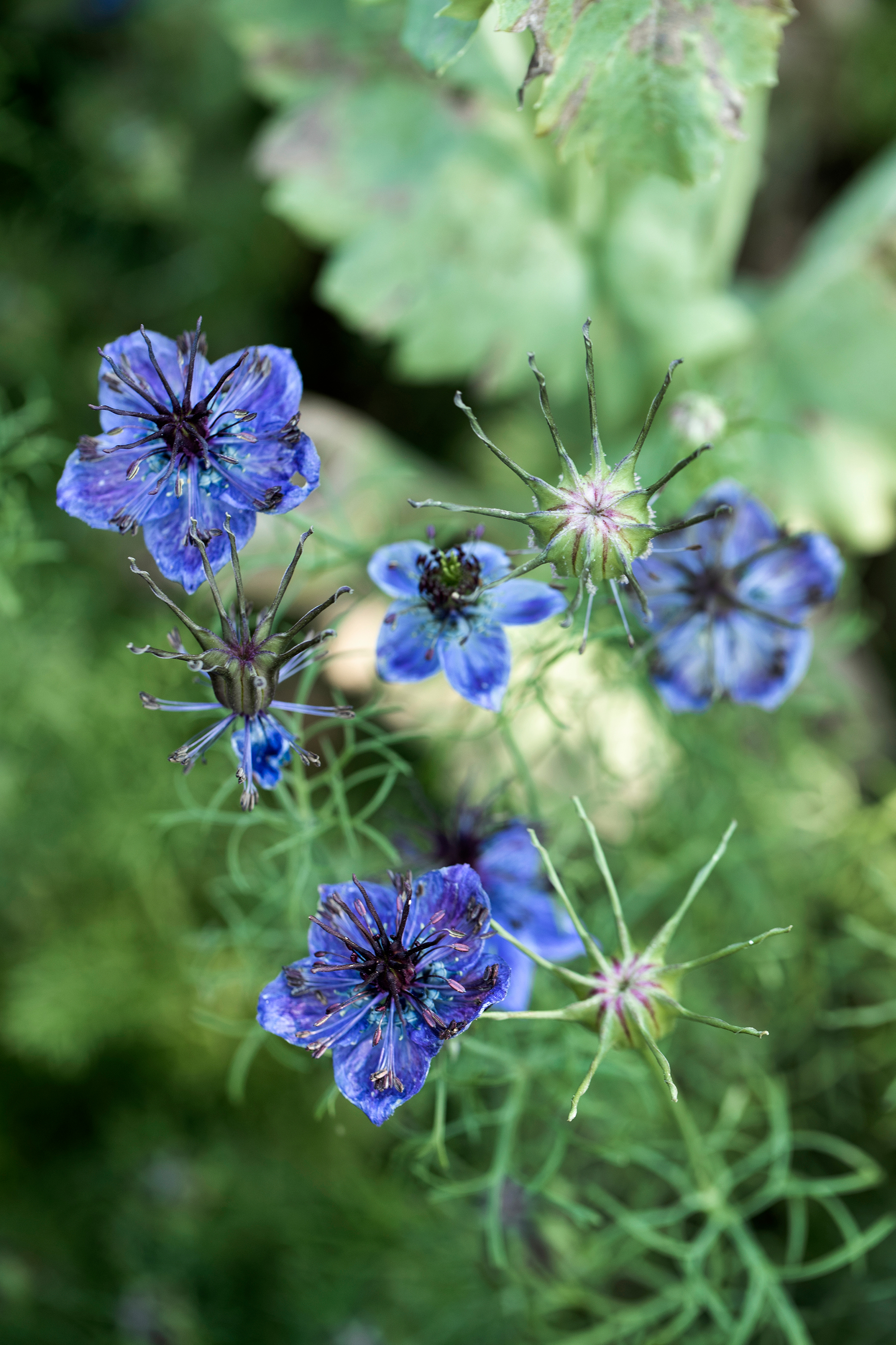 blomster.jpg