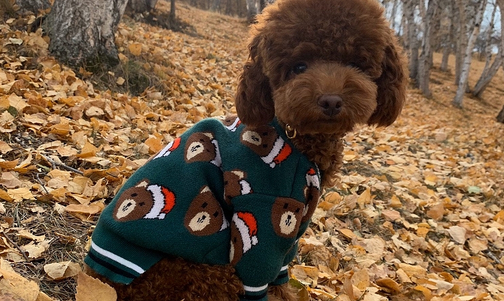 Glædelig jul! Vuf! Julesweater til hund