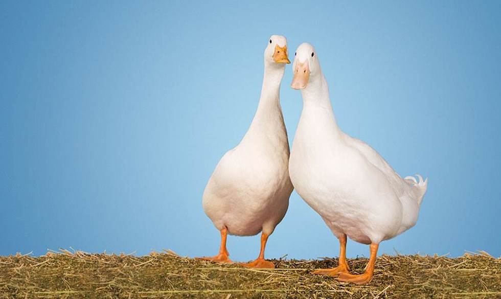 Morten Bisp gemte sig blandt en flok gæs for at undgå at blive udnævnt som biskop. Mortensaften straffer vi gæssene for at afsløre hans gemmested. mortensaften