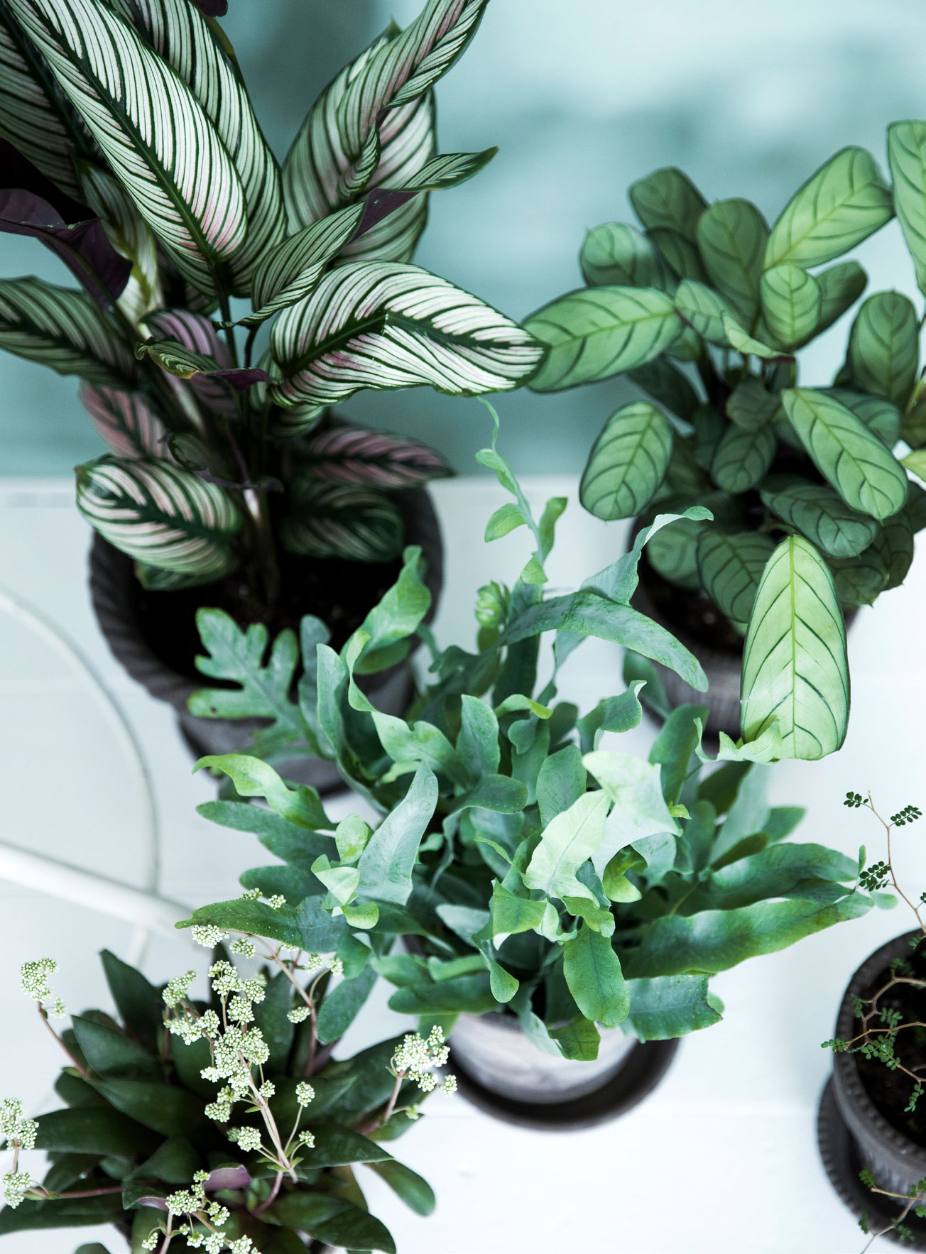 Mange blade har smukke former og mønstre og pynter smukt, selv uden blomster. Det gælder blandt andre calathea, påfugleblad, krassula, ulvefodsbregne og sophora.